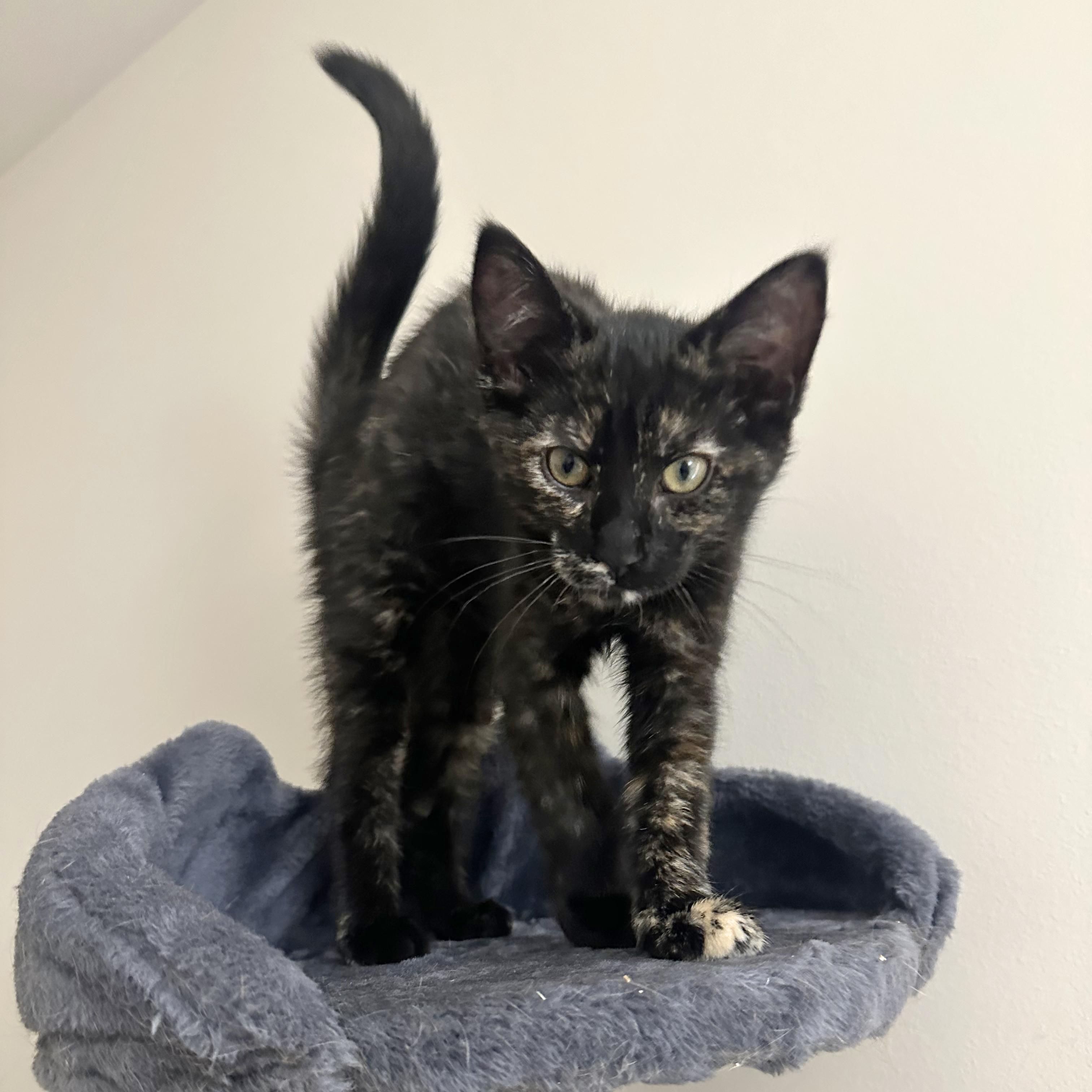 Hera - adoption pending photo 3