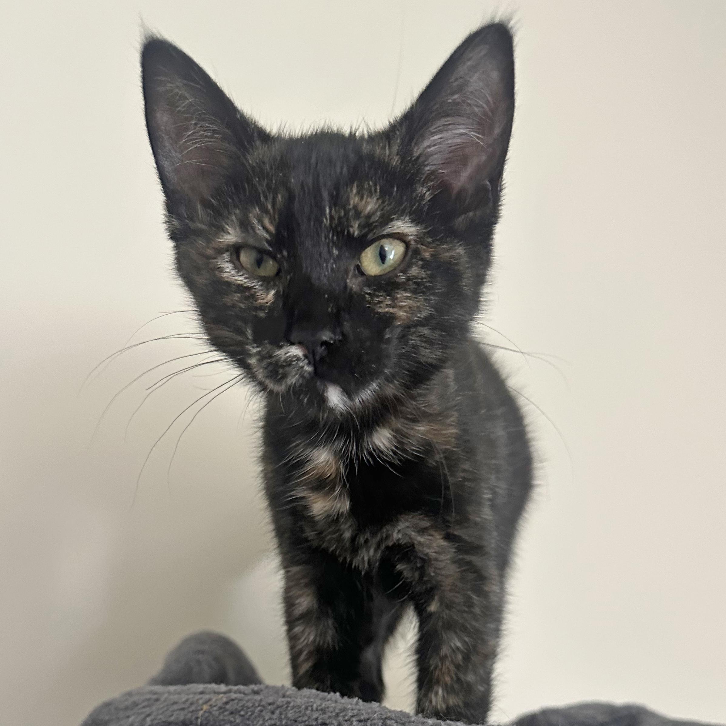 Hera - adoption pending, Baby Female Tortoiseshell