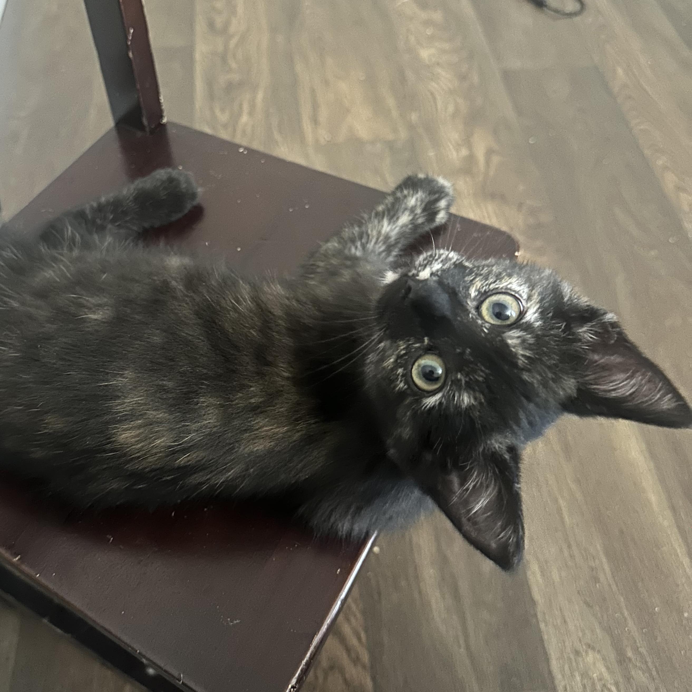 Hera - adoption pending photo 2