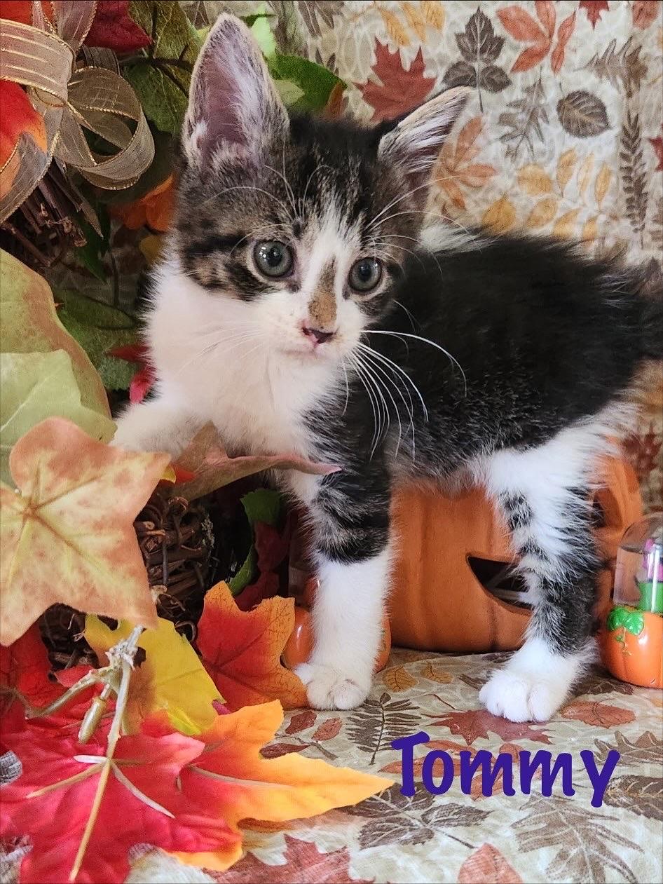 Tommy, Adoptable, Kitten Male Domestic Short Hair.