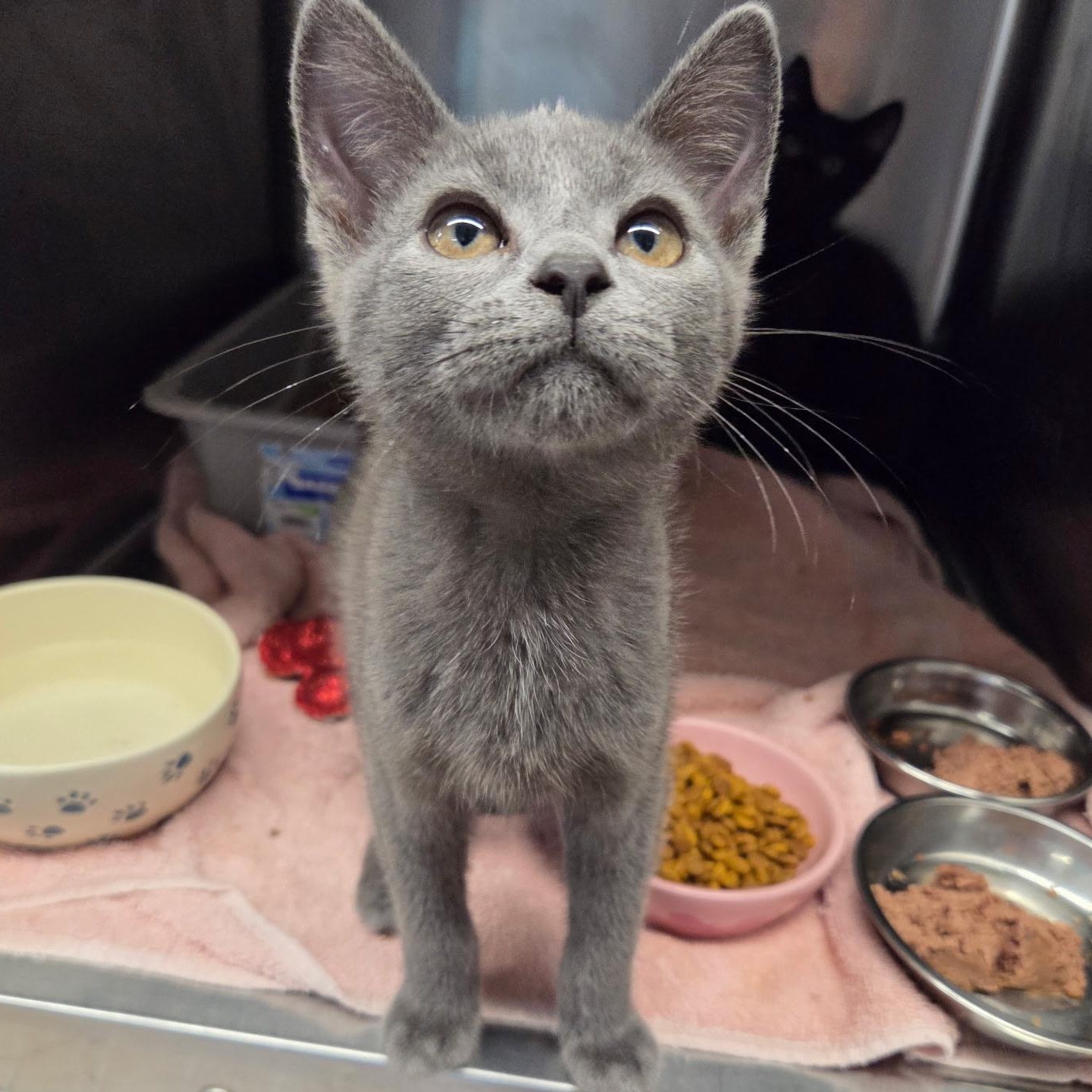 Ryan, an adopted Domestic Short Hair in Warwick, RI image 4/5