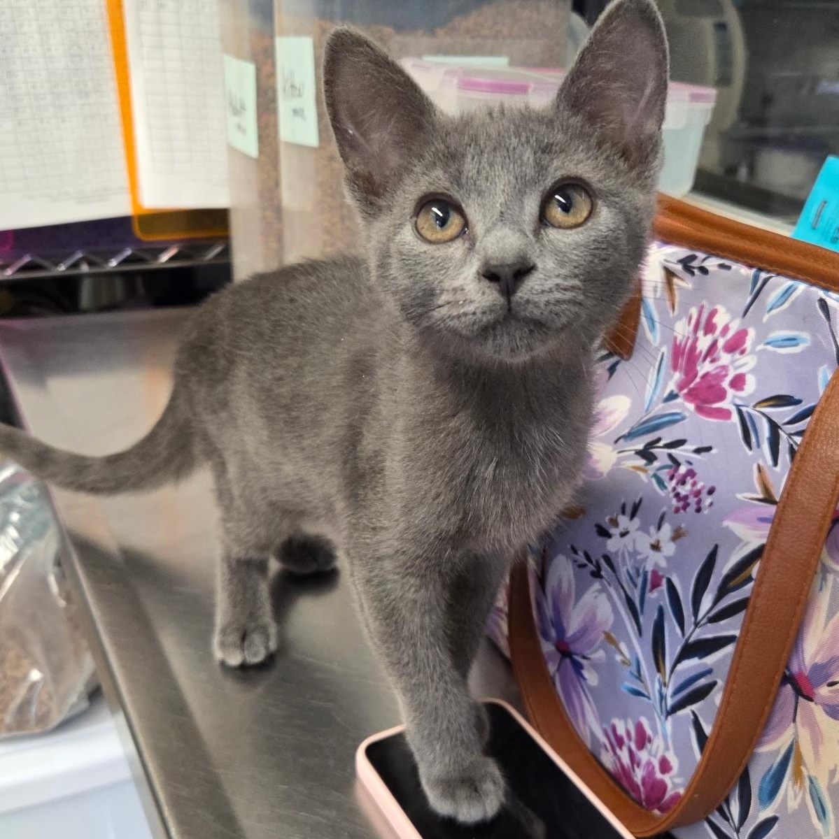 Ryan, an adopted Domestic Short Hair in Warwick, RI image 2/5