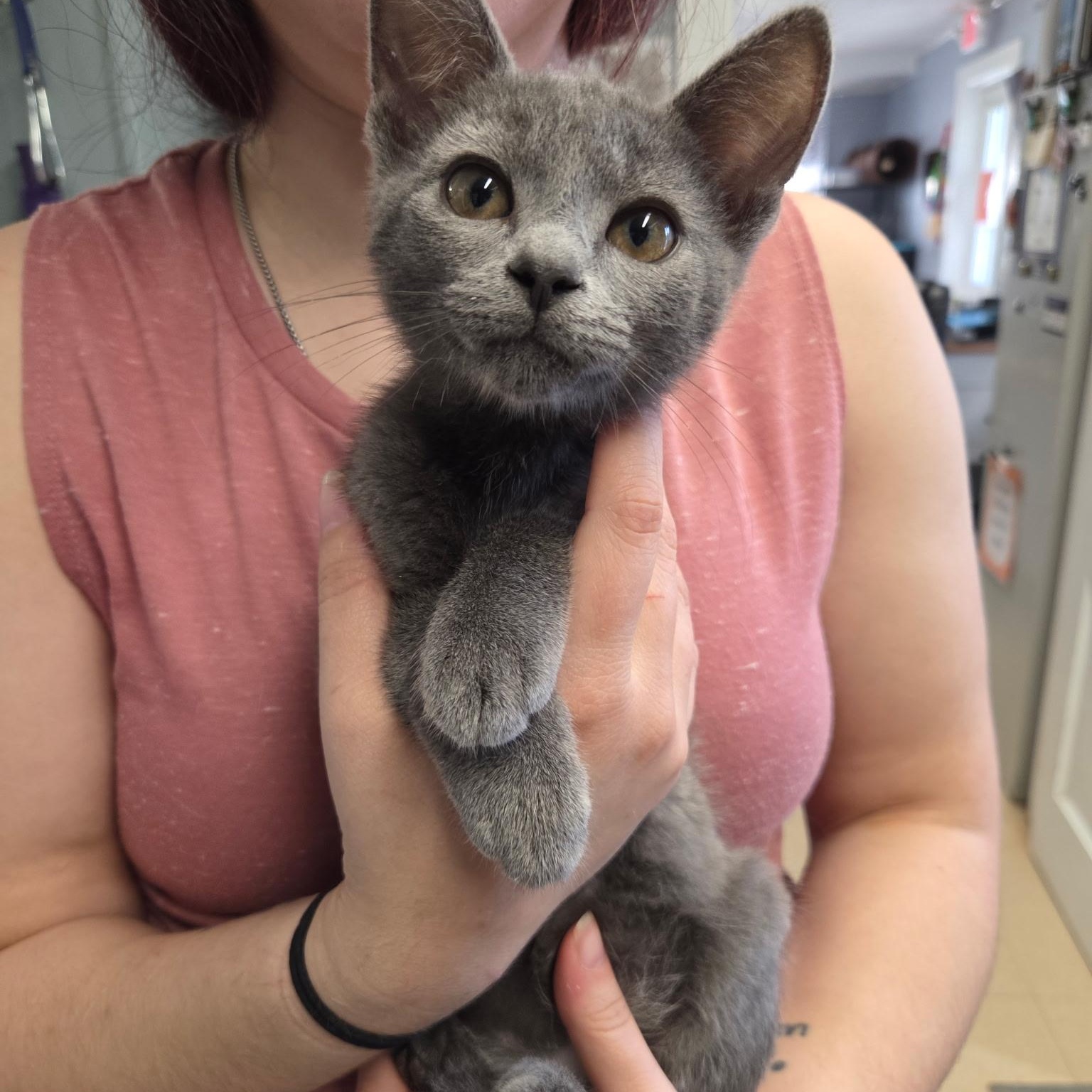 Ryan, an adopted Domestic Short Hair in Warwick, RI image 3/5