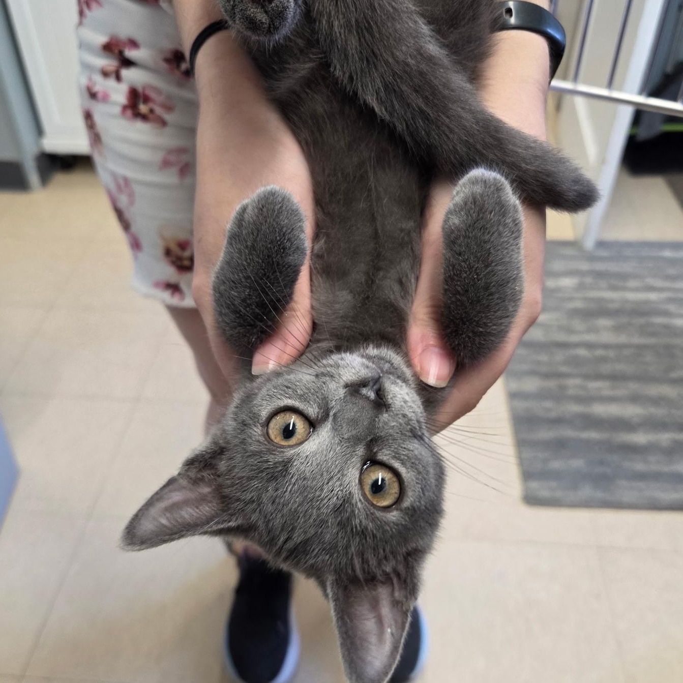 Ryan, adopted, Kitten Male Domestic Short Hair.