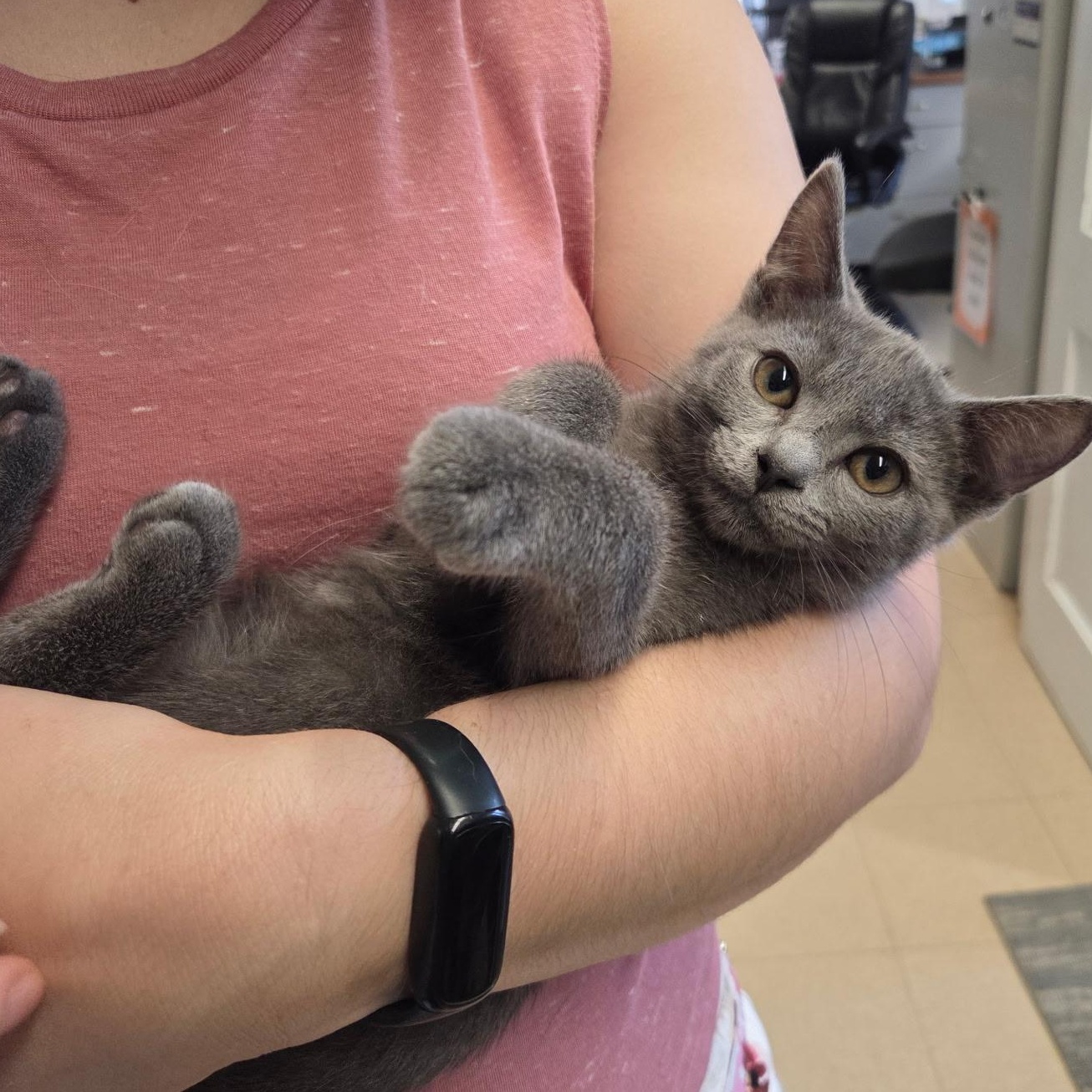 Ryan, an adopted Domestic Short Hair in Warwick, RI image 5/5
