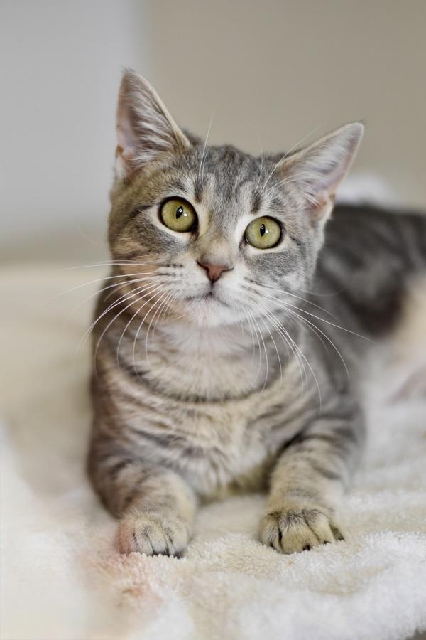 Enlarge Coraline, a Adoptable mixed breed in Canton, GA image 1/1