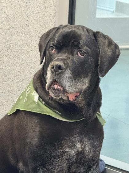 Bella Swan, Adoptable, Adult Female Cane Corso & Mixed Breed.