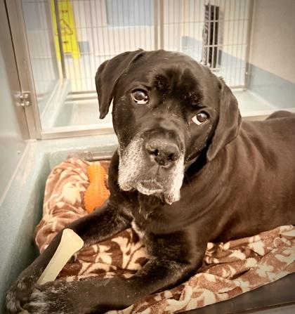 Enlarge Bella Swan, a Adoptable mixed breed in Roseville, CA image 3/3