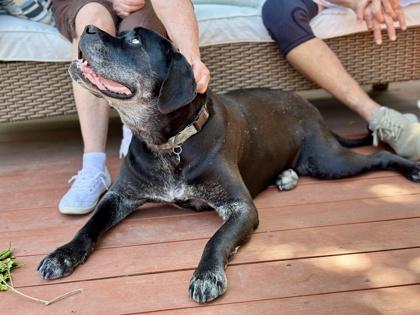 Bella Swan, a Adoptable mixed breed in Roseville, CA image 3/3