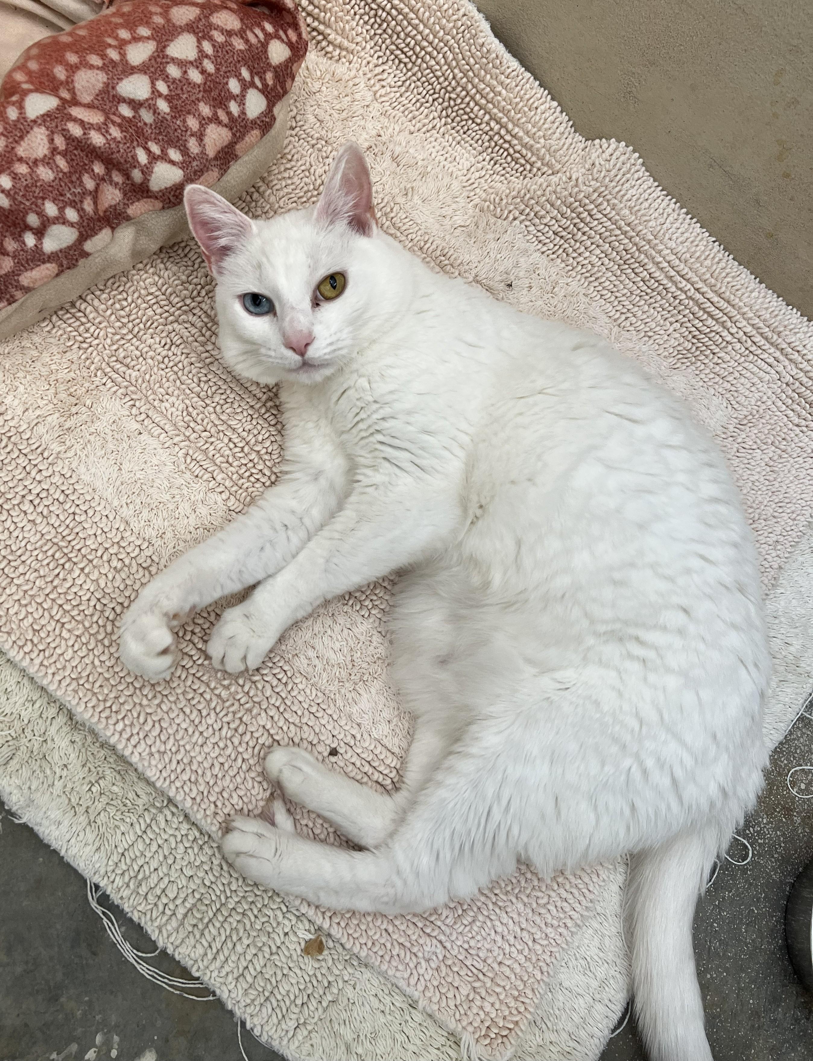 Enlarge Brave and Beauty, a Adoptable Domestic Short Hair in Knoxville, TN image 1/6