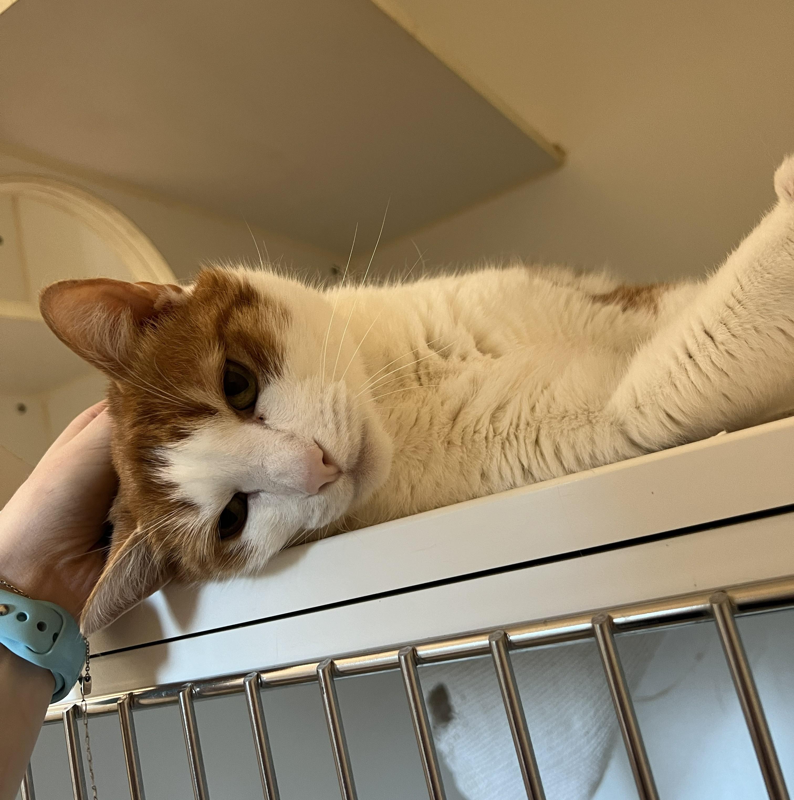 Enlarge Brave and Beauty, a Adoptable Domestic Short Hair in Knoxville, TN image 2/6