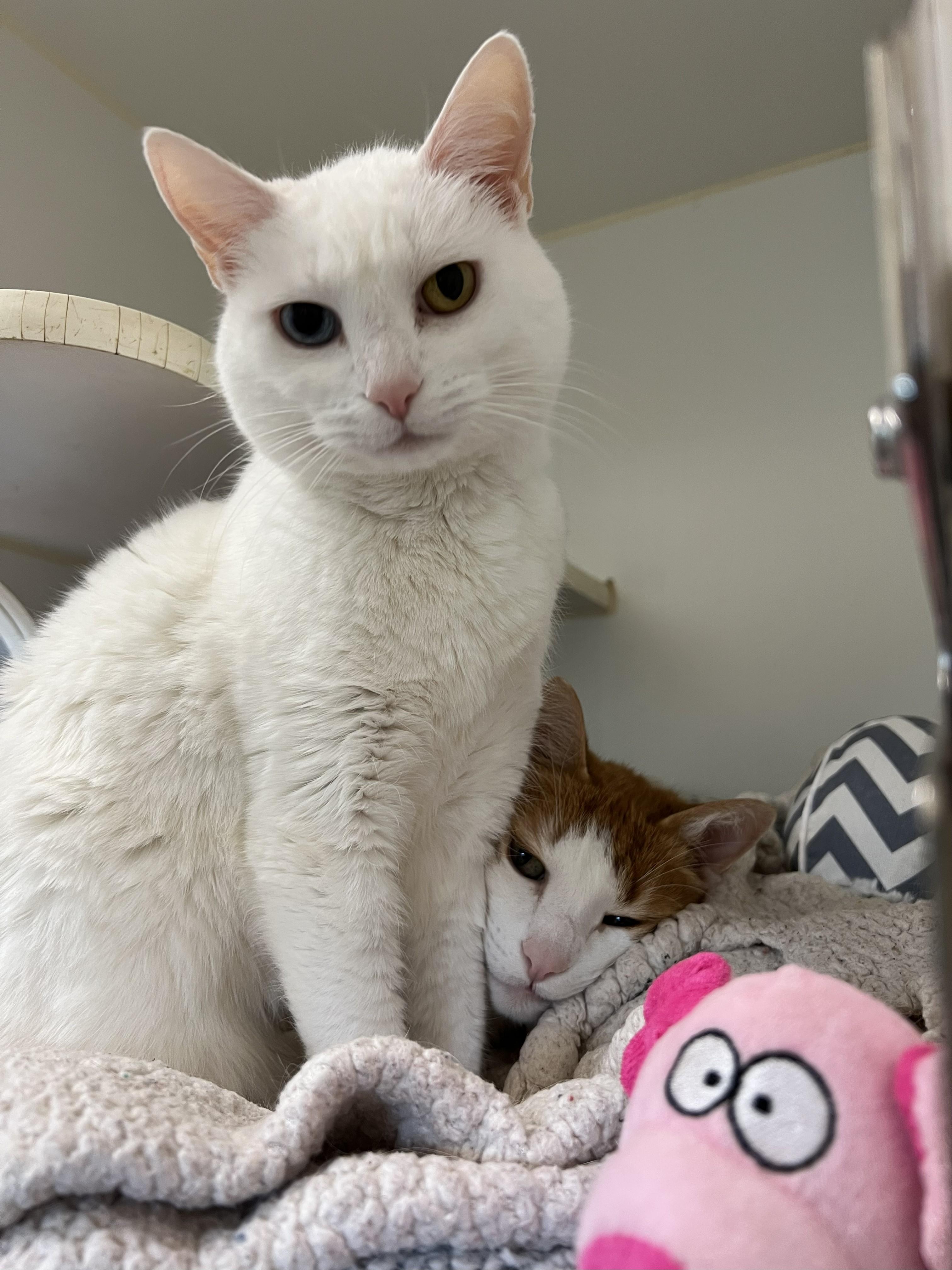 Enlarge Brave and Beauty, a Adoptable Domestic Short Hair in Knoxville, TN image 5/6