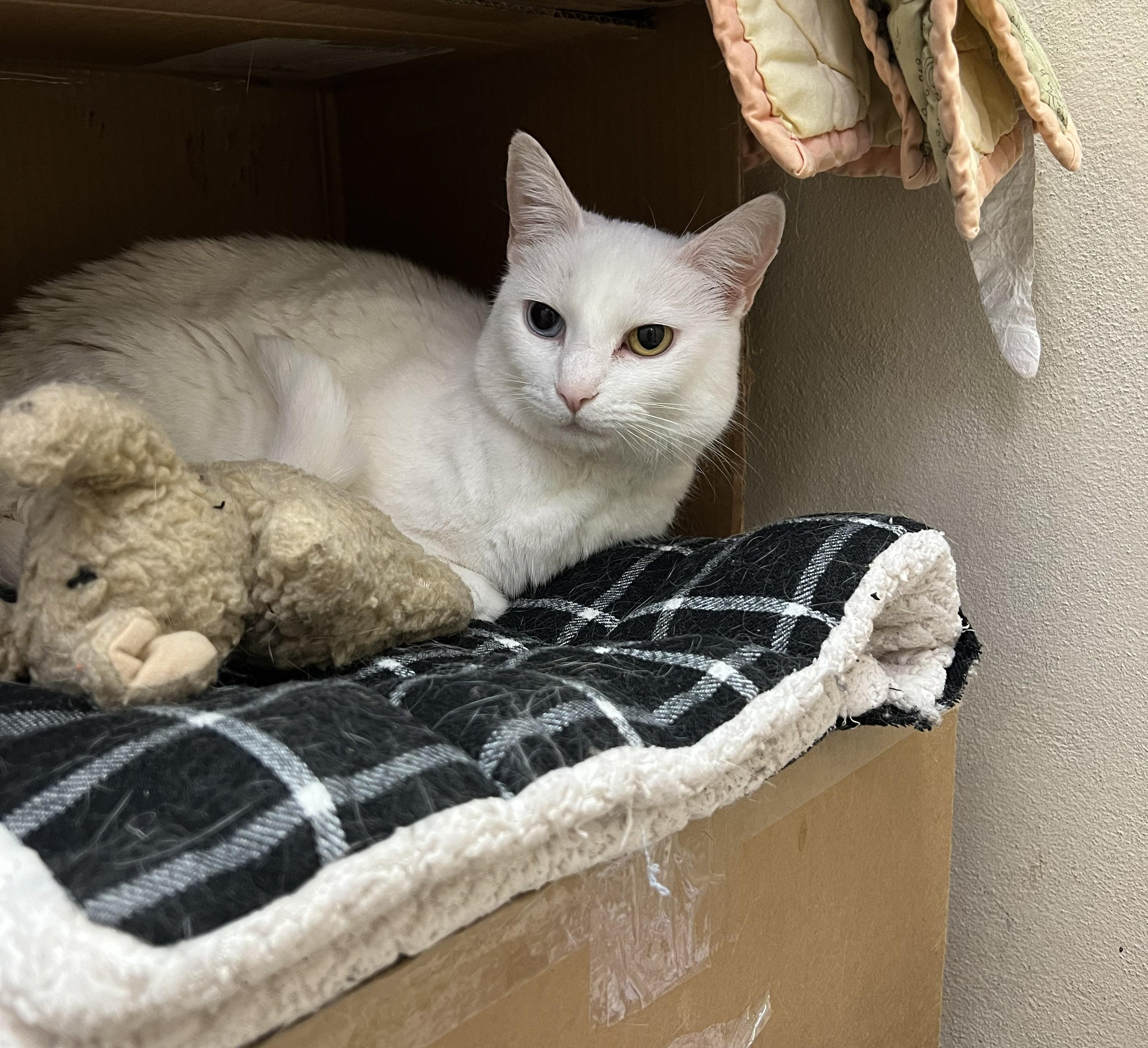 Enlarge Brave and Beauty, a Adoptable Domestic Short Hair in Knoxville, TN image 6/6