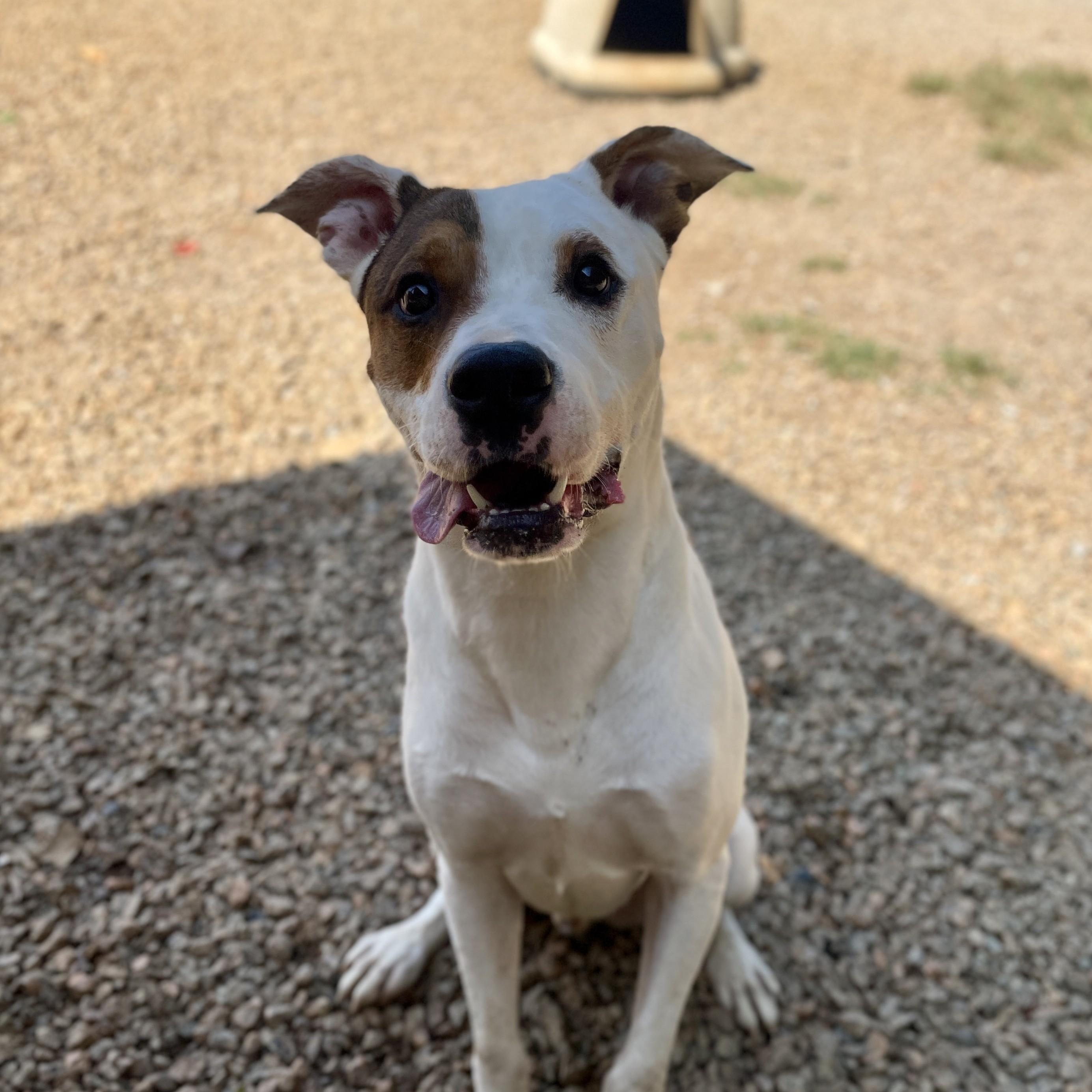 Yoda — thumbnail 2