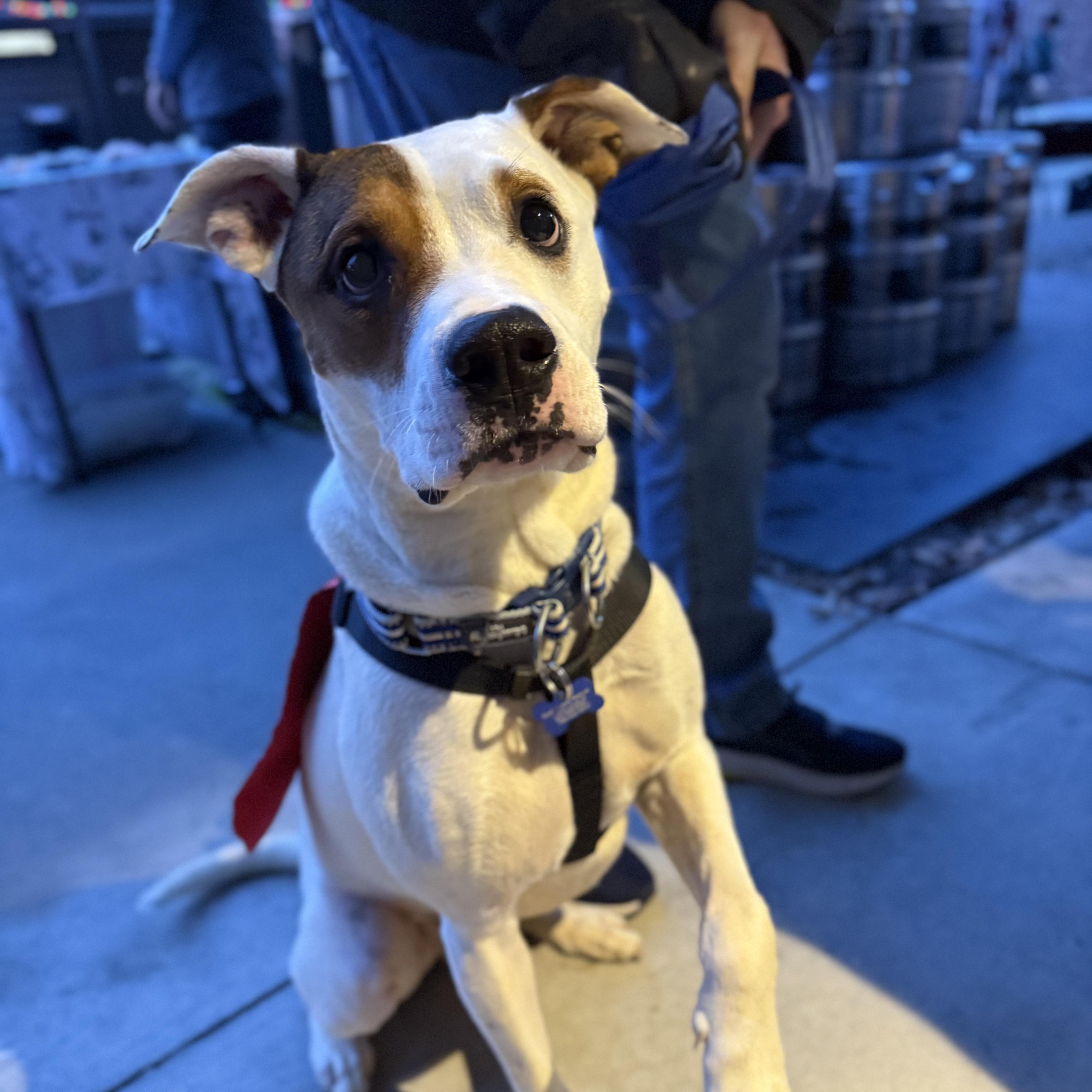 Yoda — thumbnail 4