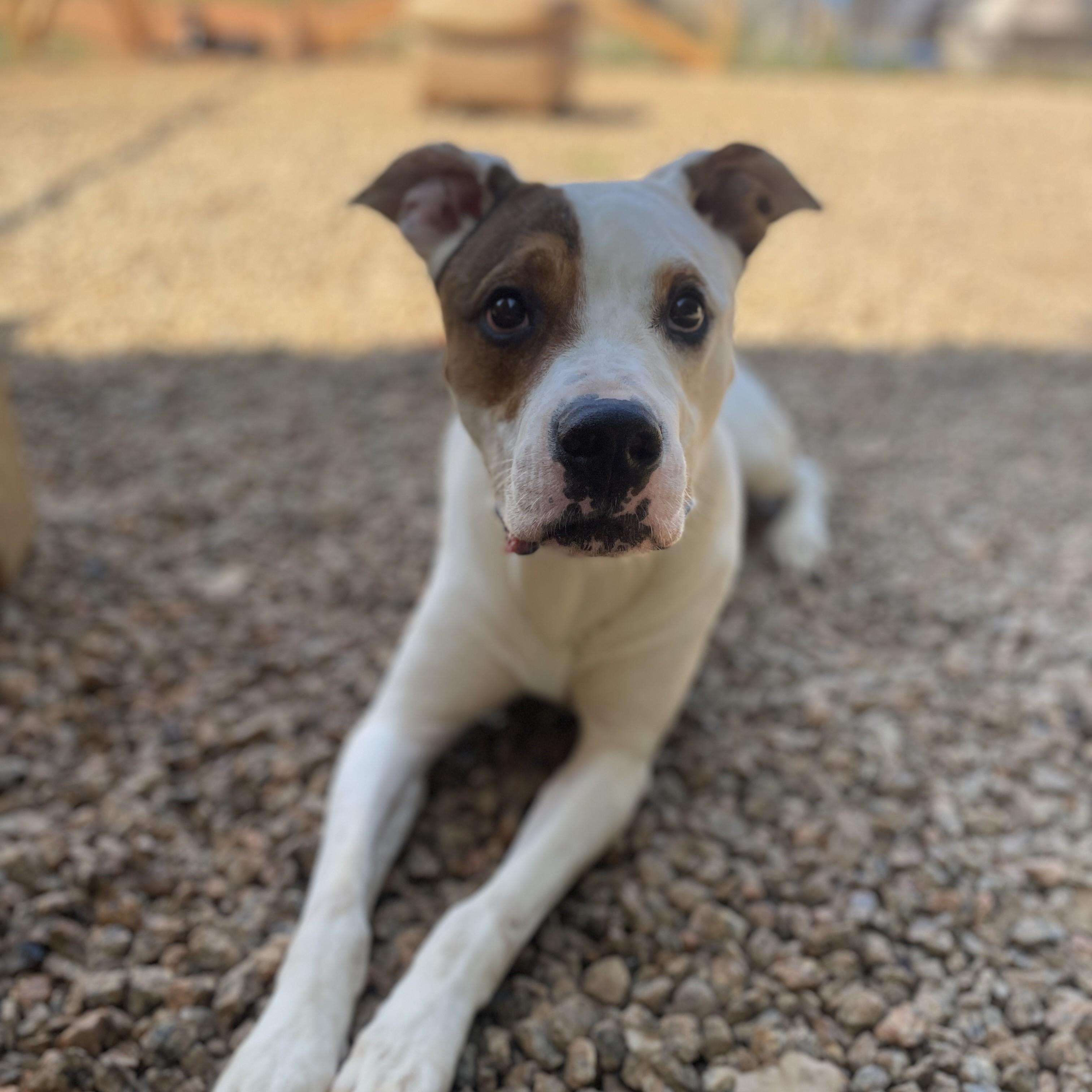 Yoda — thumbnail 6