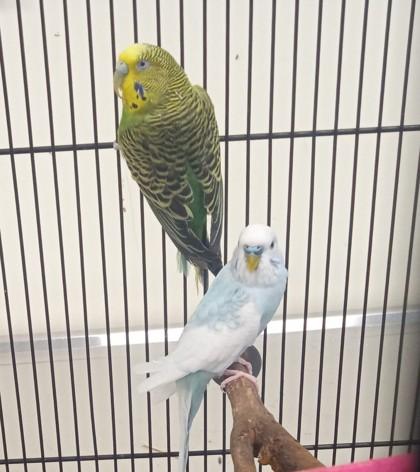 Enlarge Tutu, a Adoptable Budgie / Budgerigar in Everett, WA image 1/1