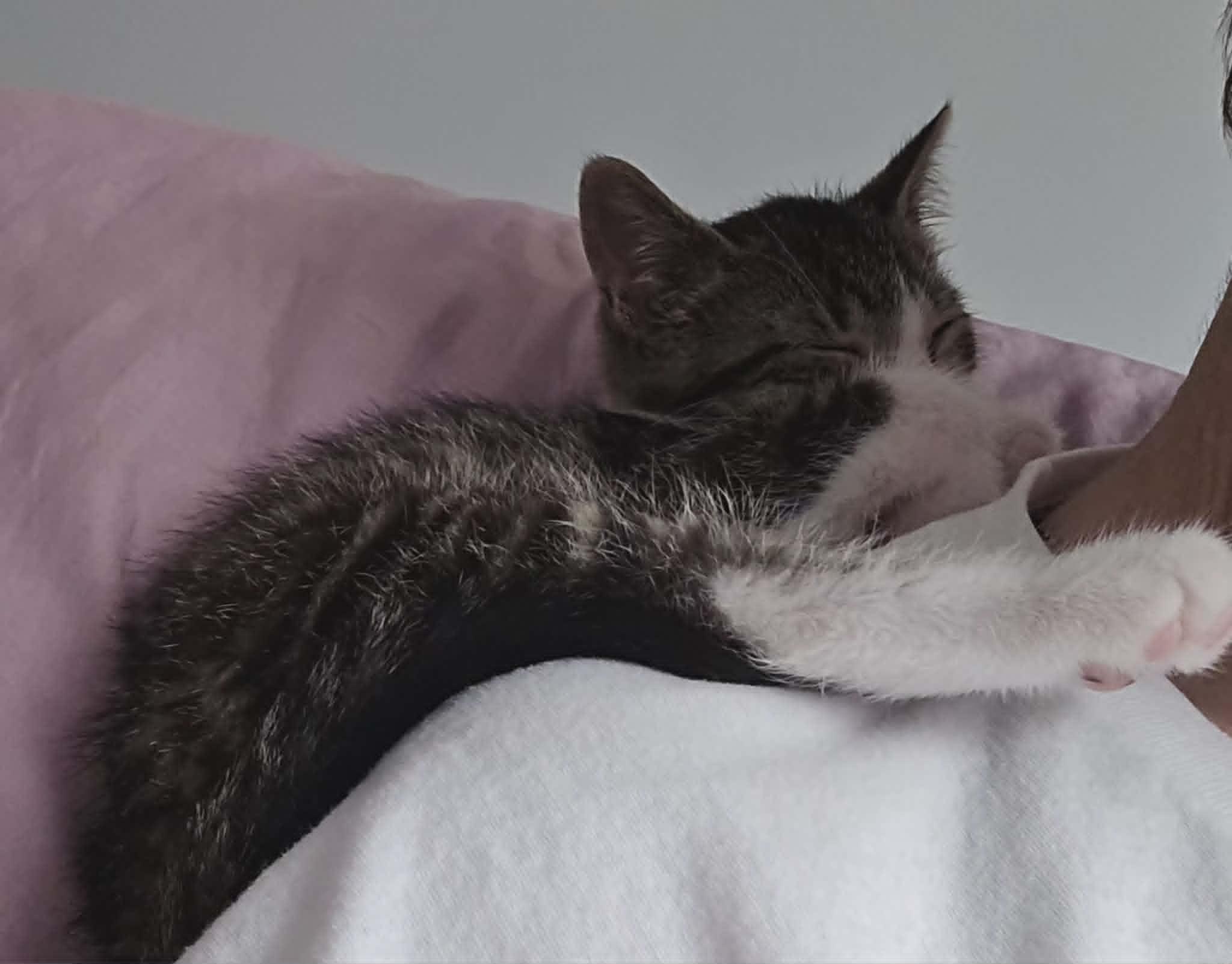 Enlarge Pilsner, an adopted Domestic Short Hair in Fulton, NY image 3/5