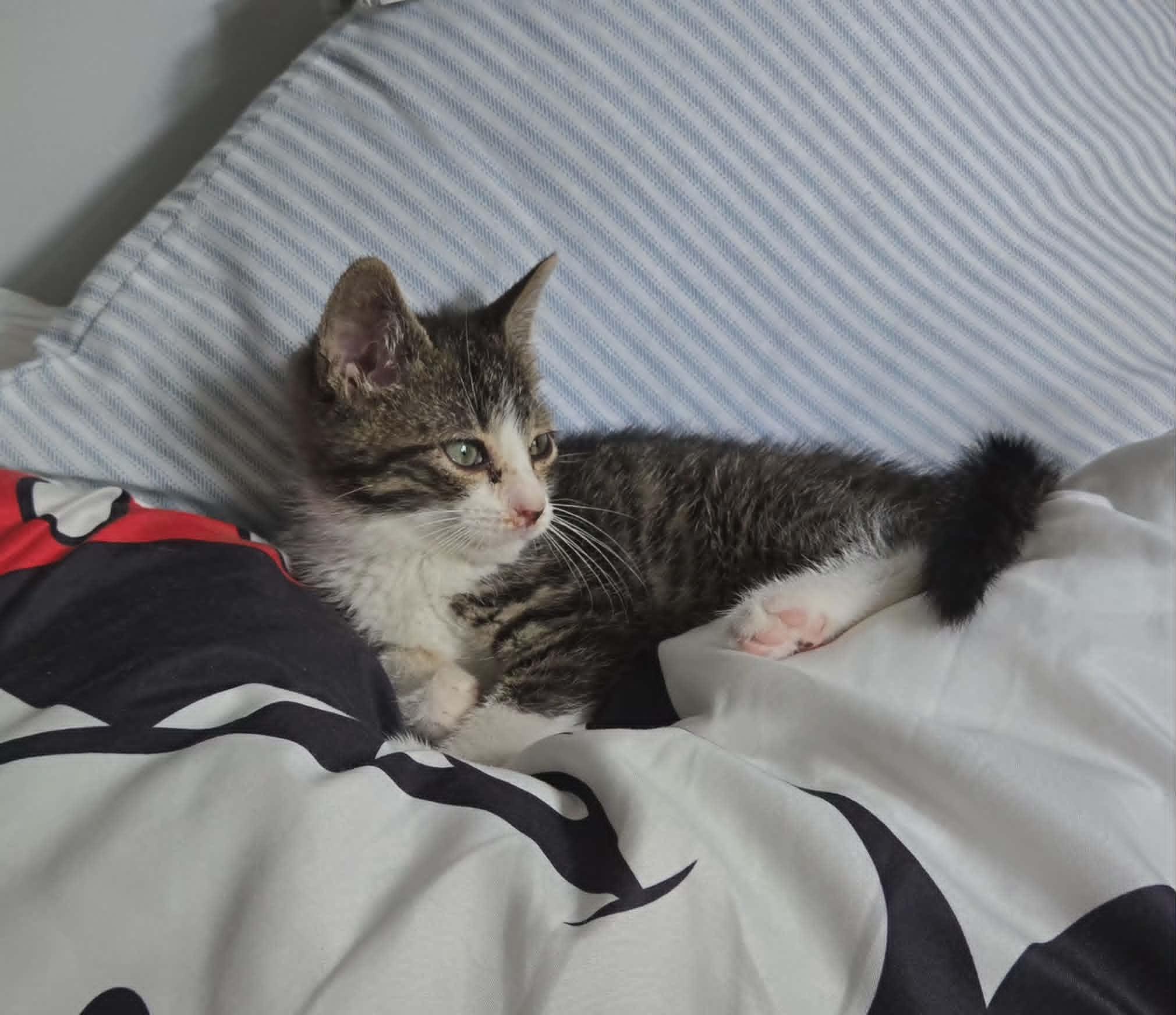 Enlarge Pilsner, an adopted Domestic Short Hair in Fulton, NY image 4/5