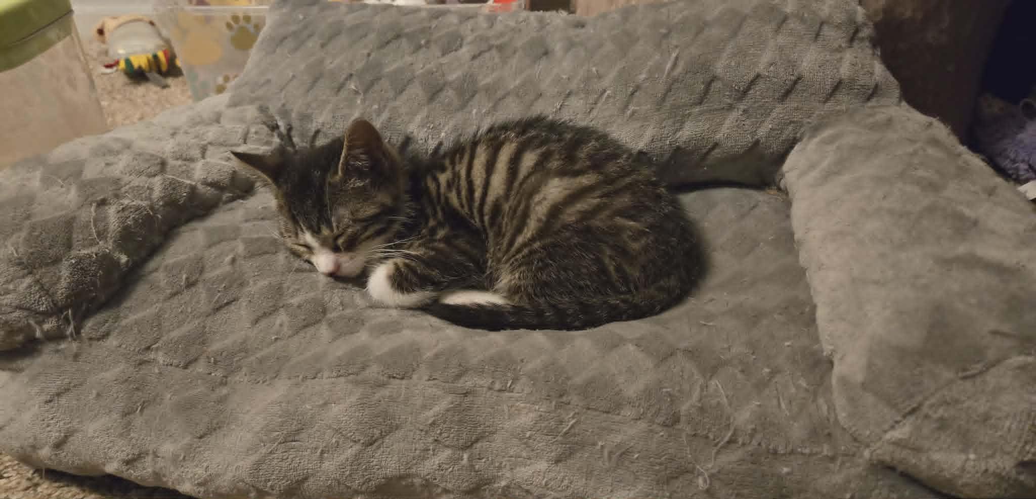 Enlarge Pilsner, an adopted Domestic Short Hair in Fulton, NY image 2/5