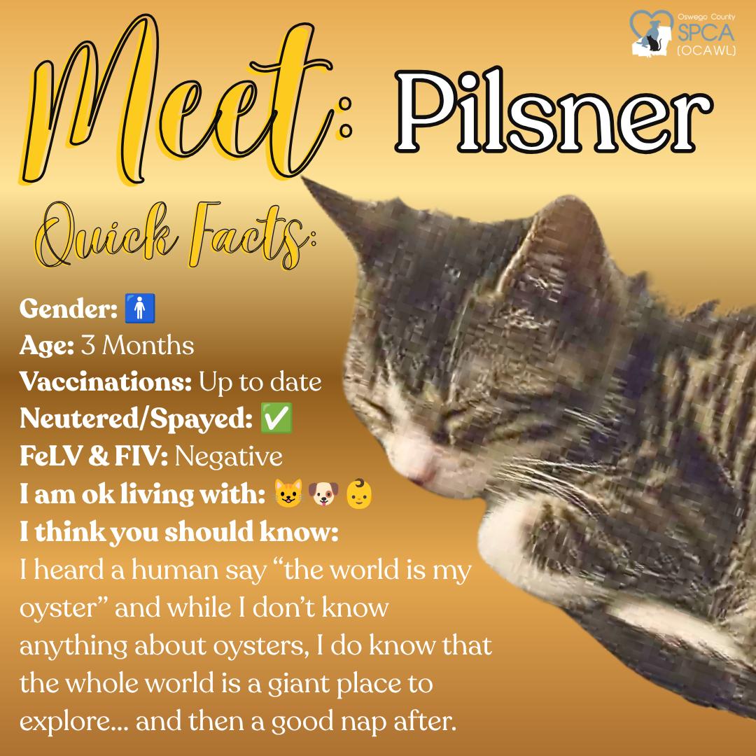 Pilsner, adopted, Young Male Domestic Short Hair.