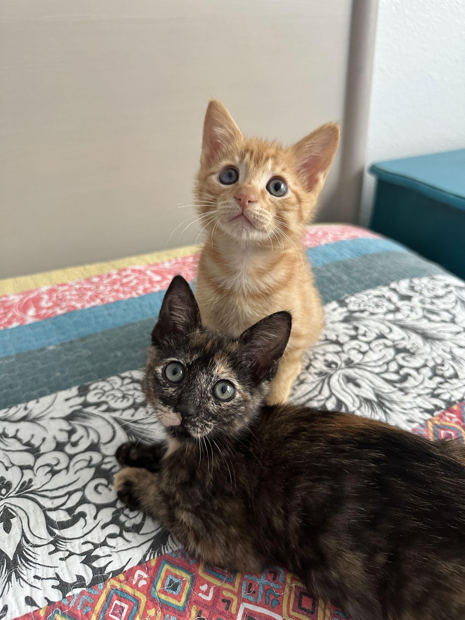 NUTTY BUDDY, Adopted, Kitten Male Domestic Short Hair.