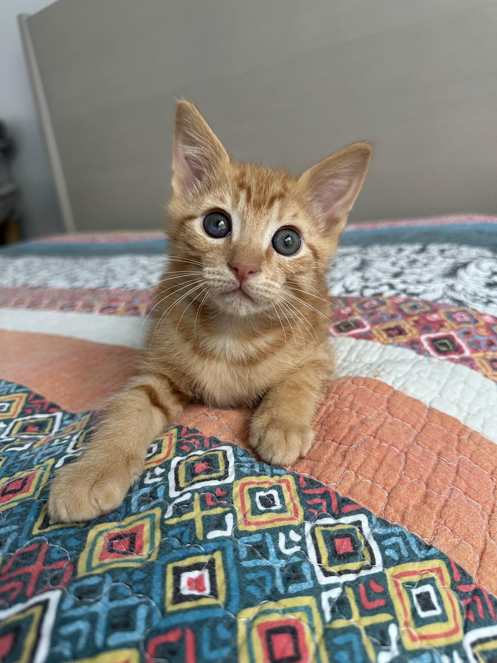 Enlarge NUTTY BUDDY, a Adopted Domestic Short Hair in Orlando, FL image 2/3