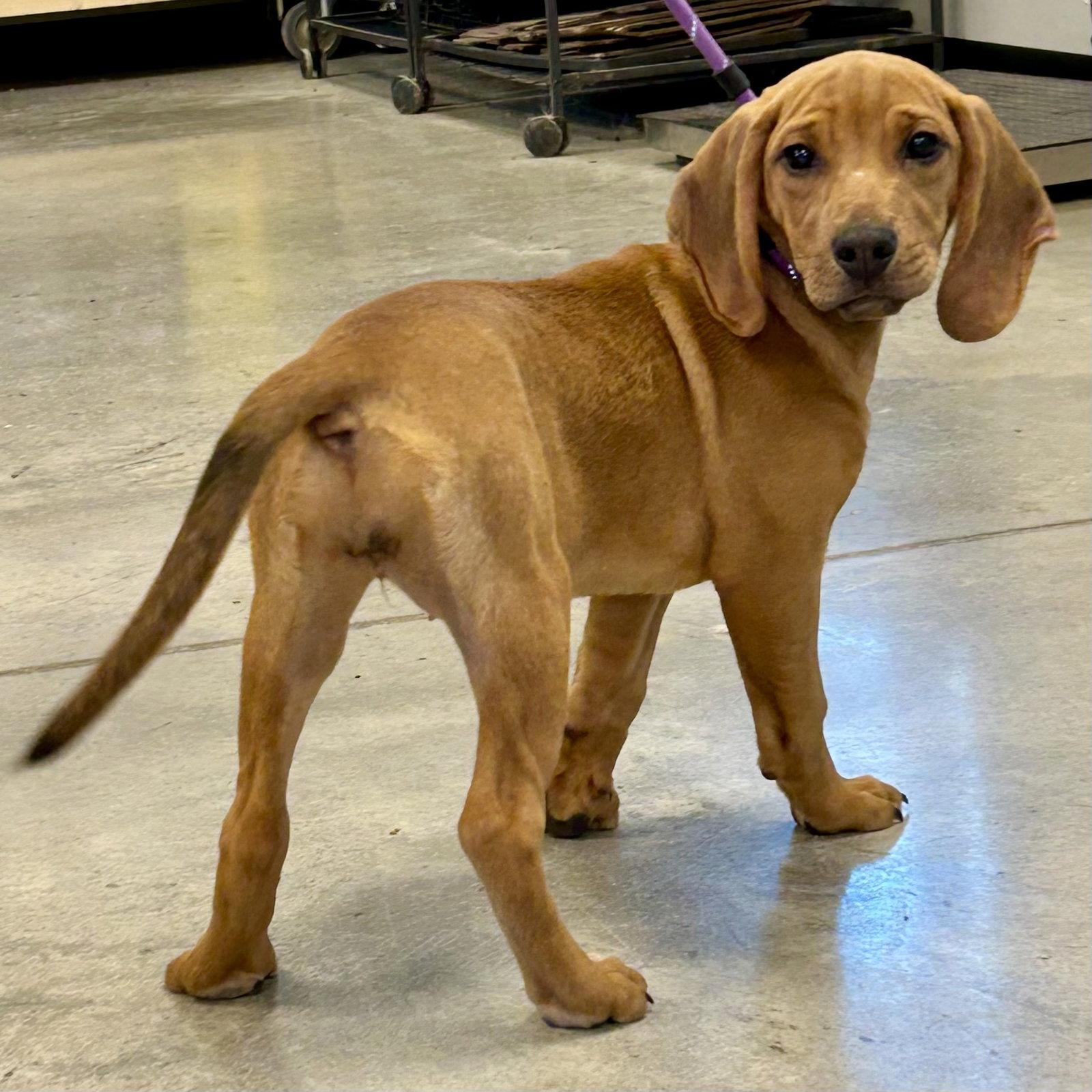 Didi 2026, Adoptable, Puppy Female Redbone Coonhound & Beagle.