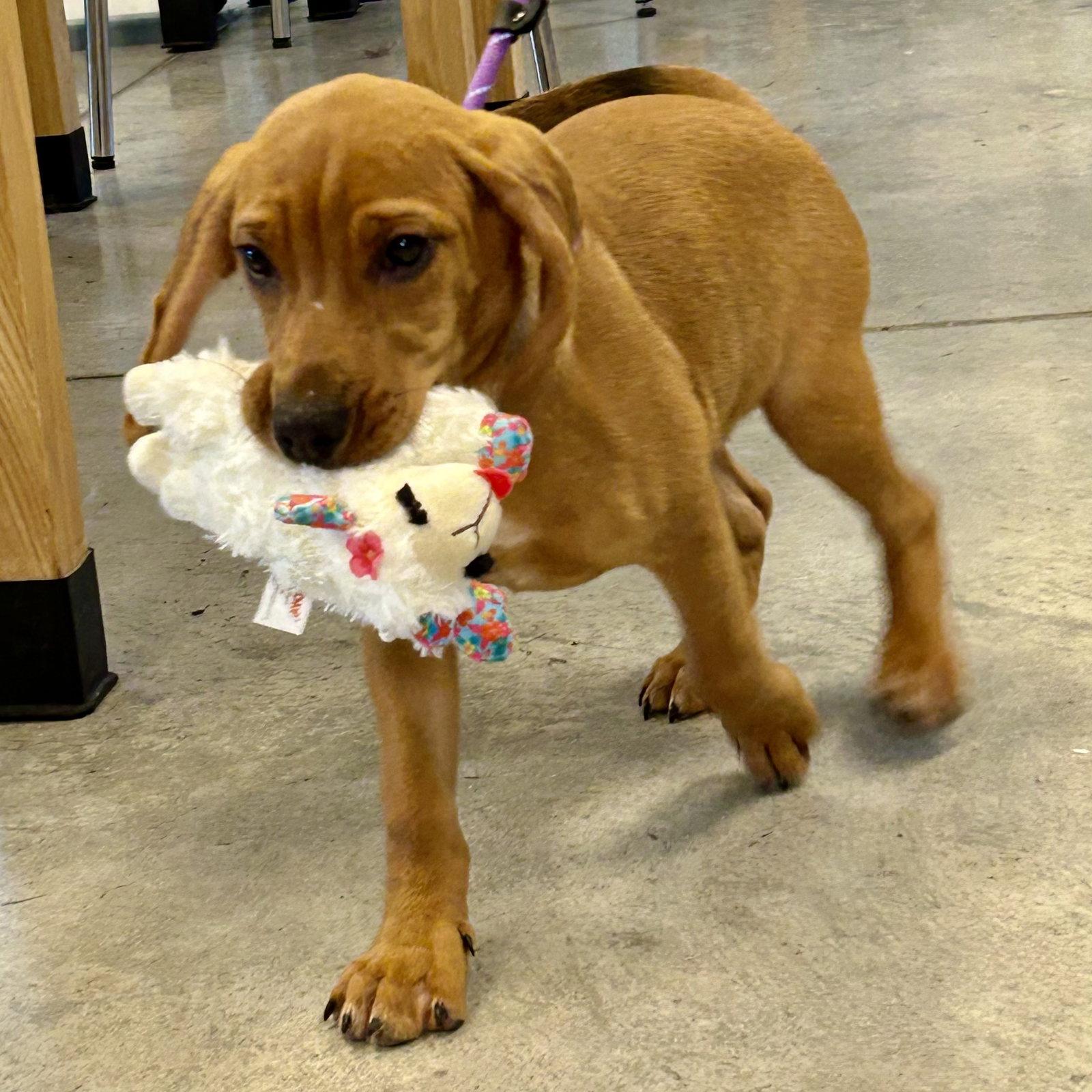 Enlarge Didi 2026, a Adoptable mixed breed in Norwood, OH image 2/3