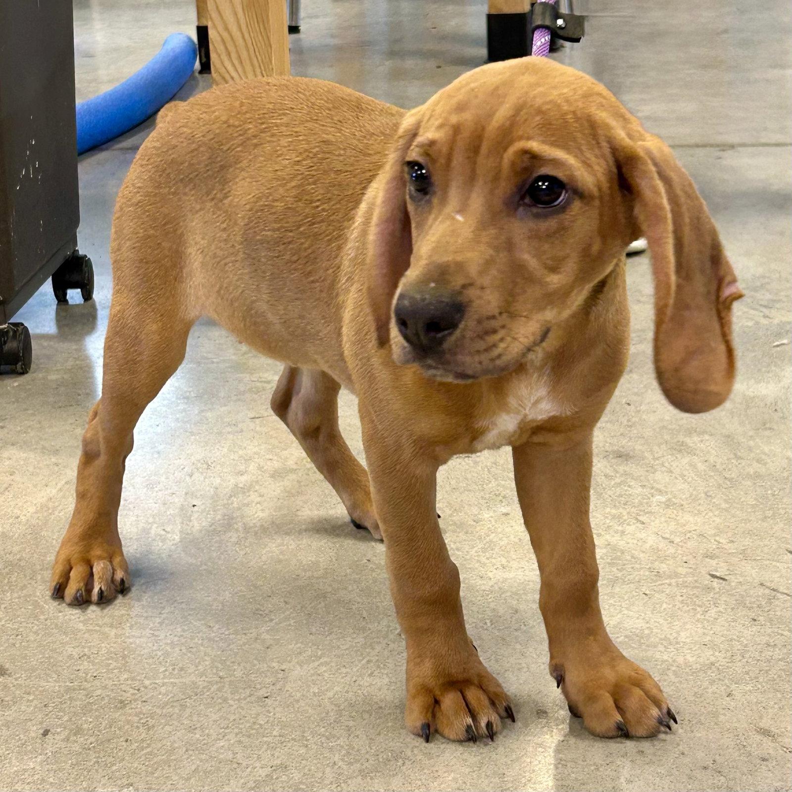 Enlarge Didi 2026, a Adoptable mixed breed in Norwood, OH image 3/3