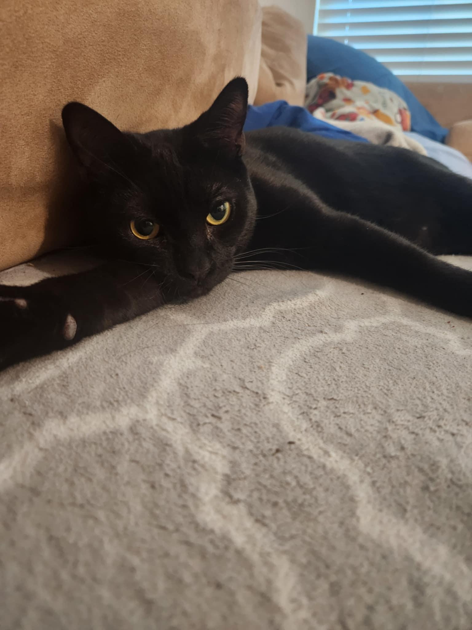 Enlarge DARRYL HENDERSON, a Adoptable mixed breed in Temecula, CA image 4/6