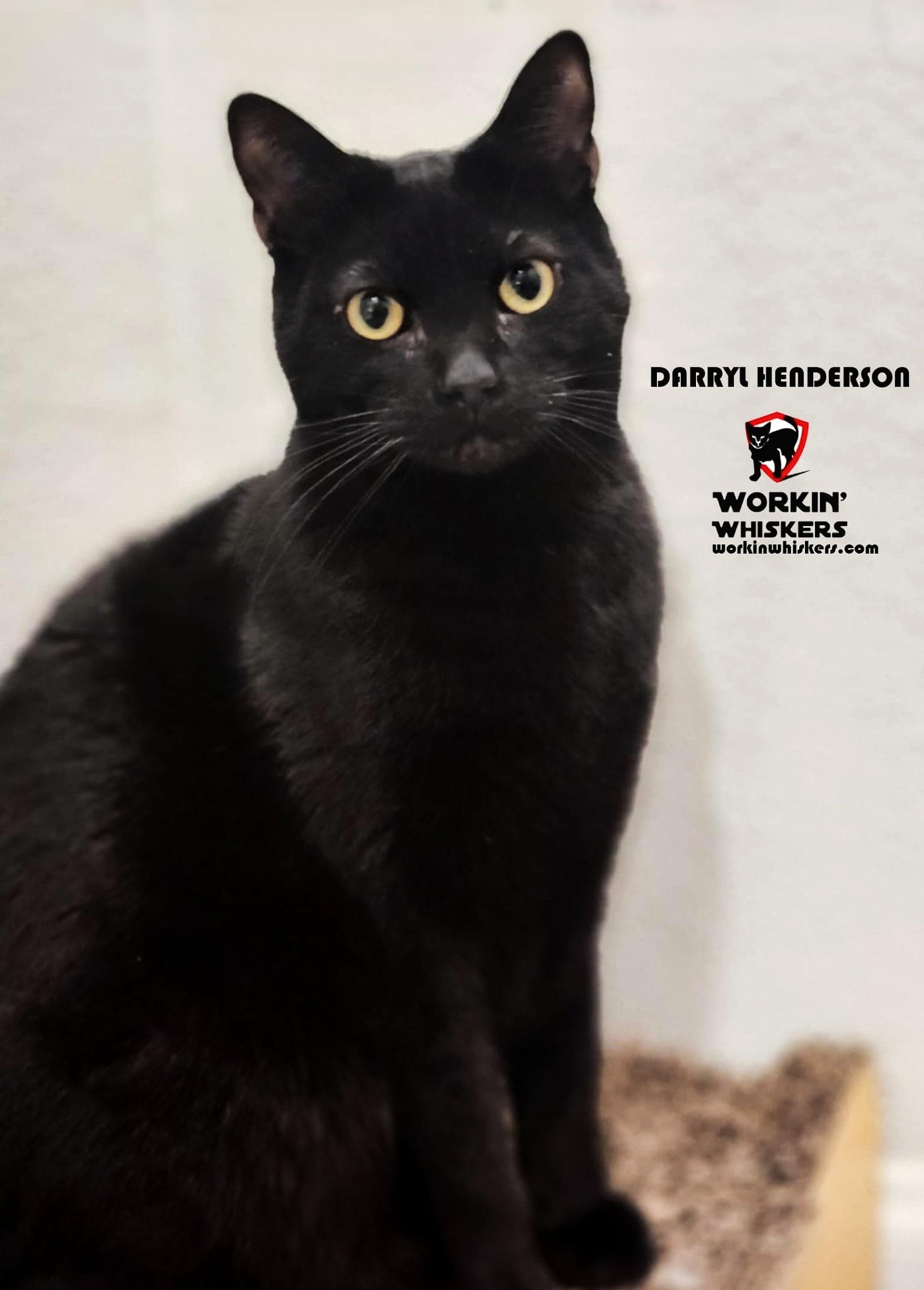 Enlarge DARRYL HENDERSON, a Adoptable mixed breed in Temecula, CA image 1/6