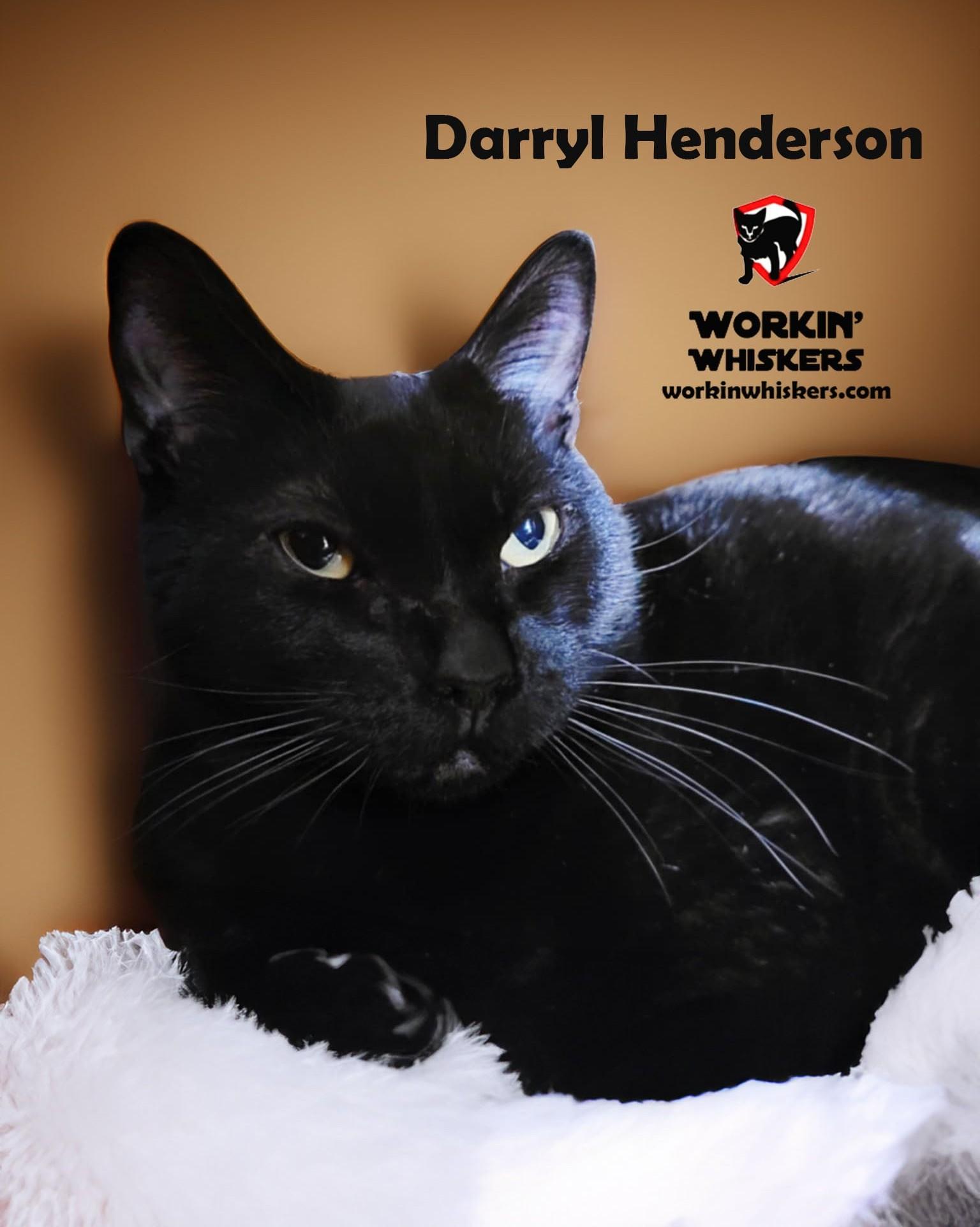 Enlarge DARRYL HENDERSON, a Adoptable mixed breed in Temecula, CA image 3/6