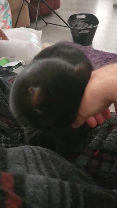 Enlarge DARRYL HENDERSON, a Adoptable mixed breed in Temecula, CA video 6/6