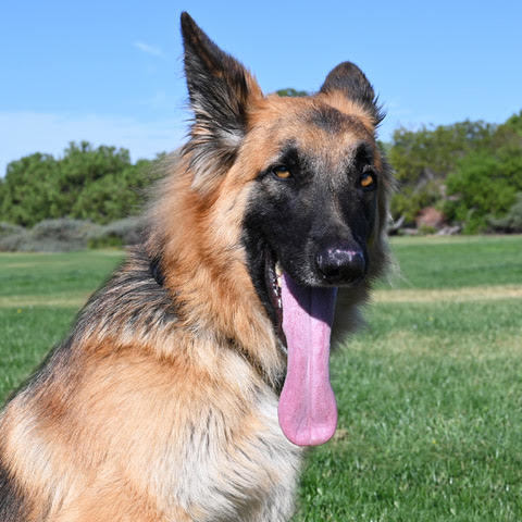 Enlarge Simba, a Adoptable German Shepherd Dog image 1/4