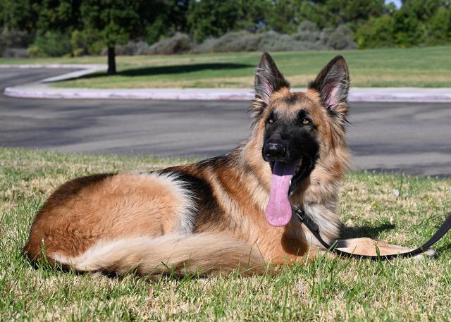 Enlarge Simba, a Adoptable German Shepherd Dog image 2/4