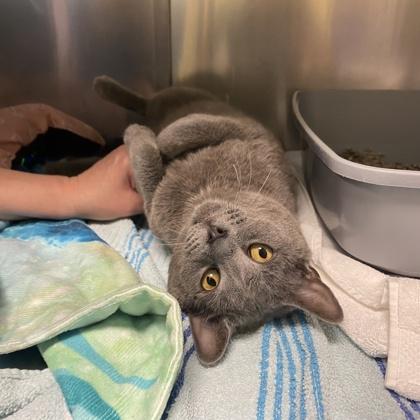 Mapalo, Adoptable, Adult Male Domestic Short Hair.
