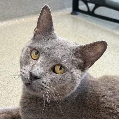 Enlarge Mapalo, a Adoptable mixed breed in Richmond, VA image 3/3