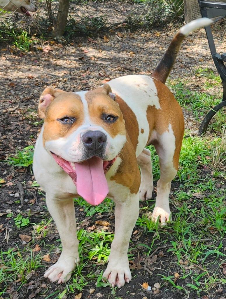 Enlarge Big Pimpin, a Adopted mixed breed in Hardeeville, SC image 1/3