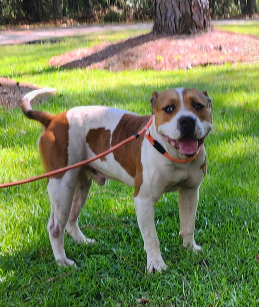 Big Pimpin, a Adoptable mixed breed in Hardeeville, SC image 3/3