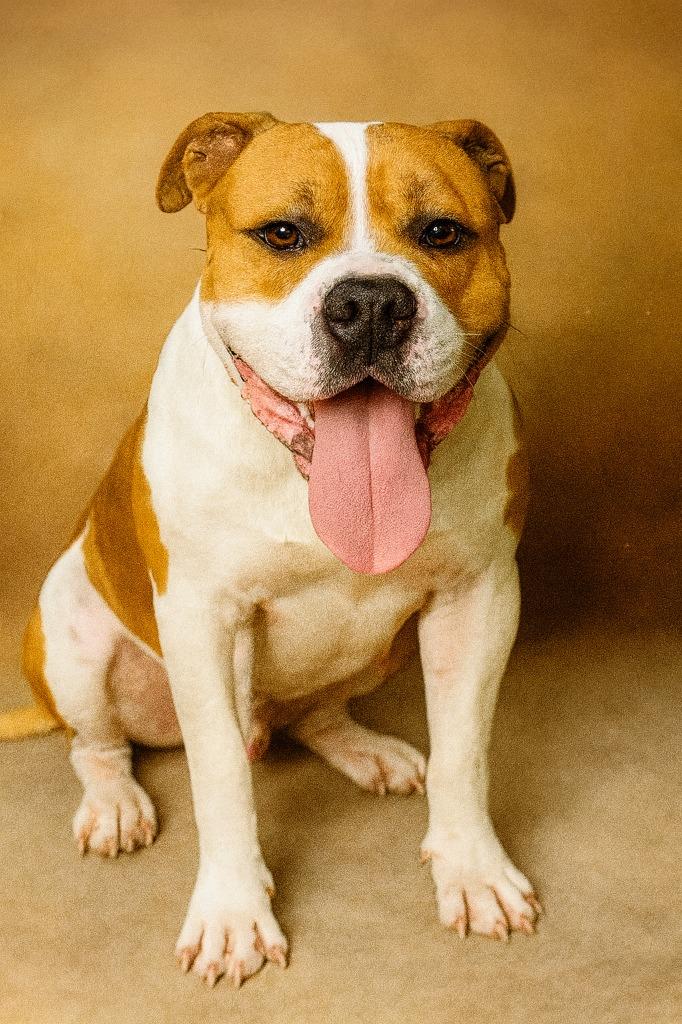 Enlarge Big Pimpin, a Adopted mixed breed in Hardeeville, SC image 3/3