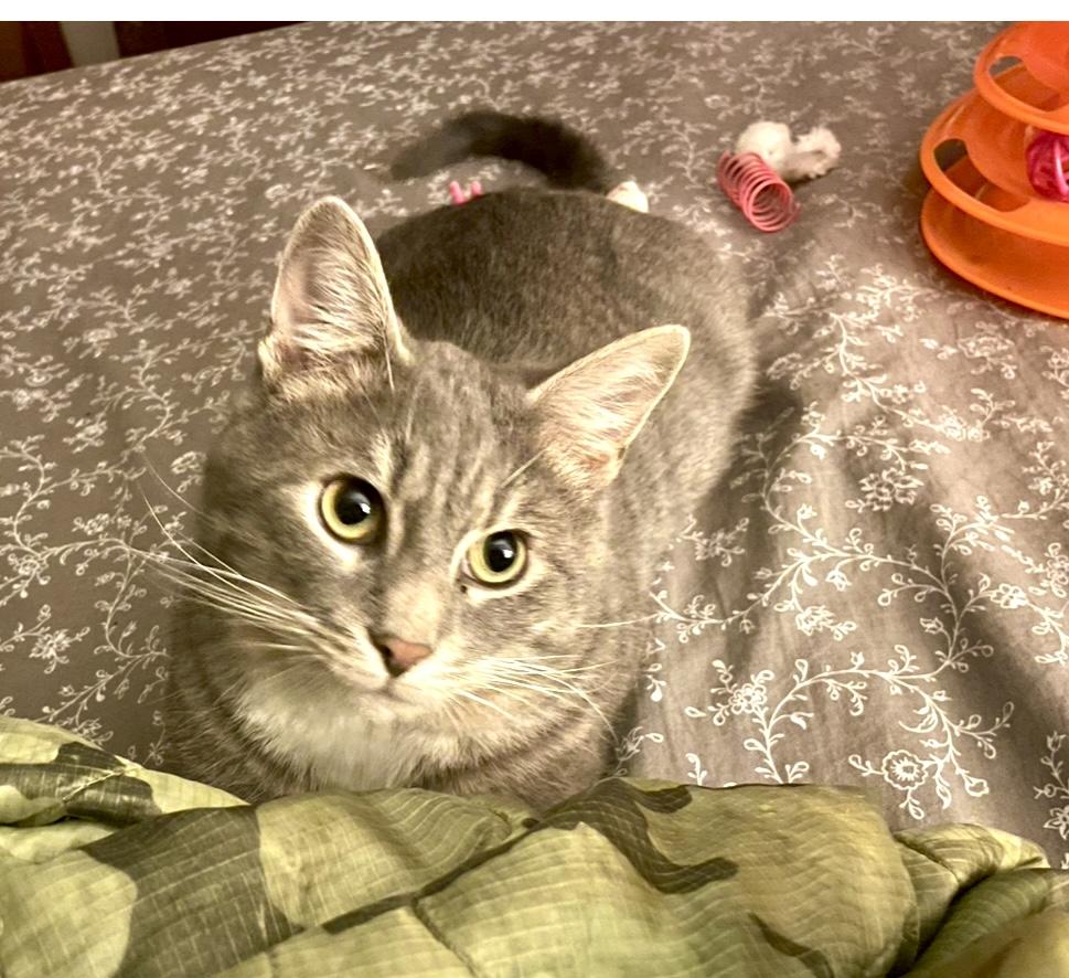 Enlarge Jasper - Grey - Young Male, a ADOPTABLE Domestic Short Hair in Monroe, NC image 4/4