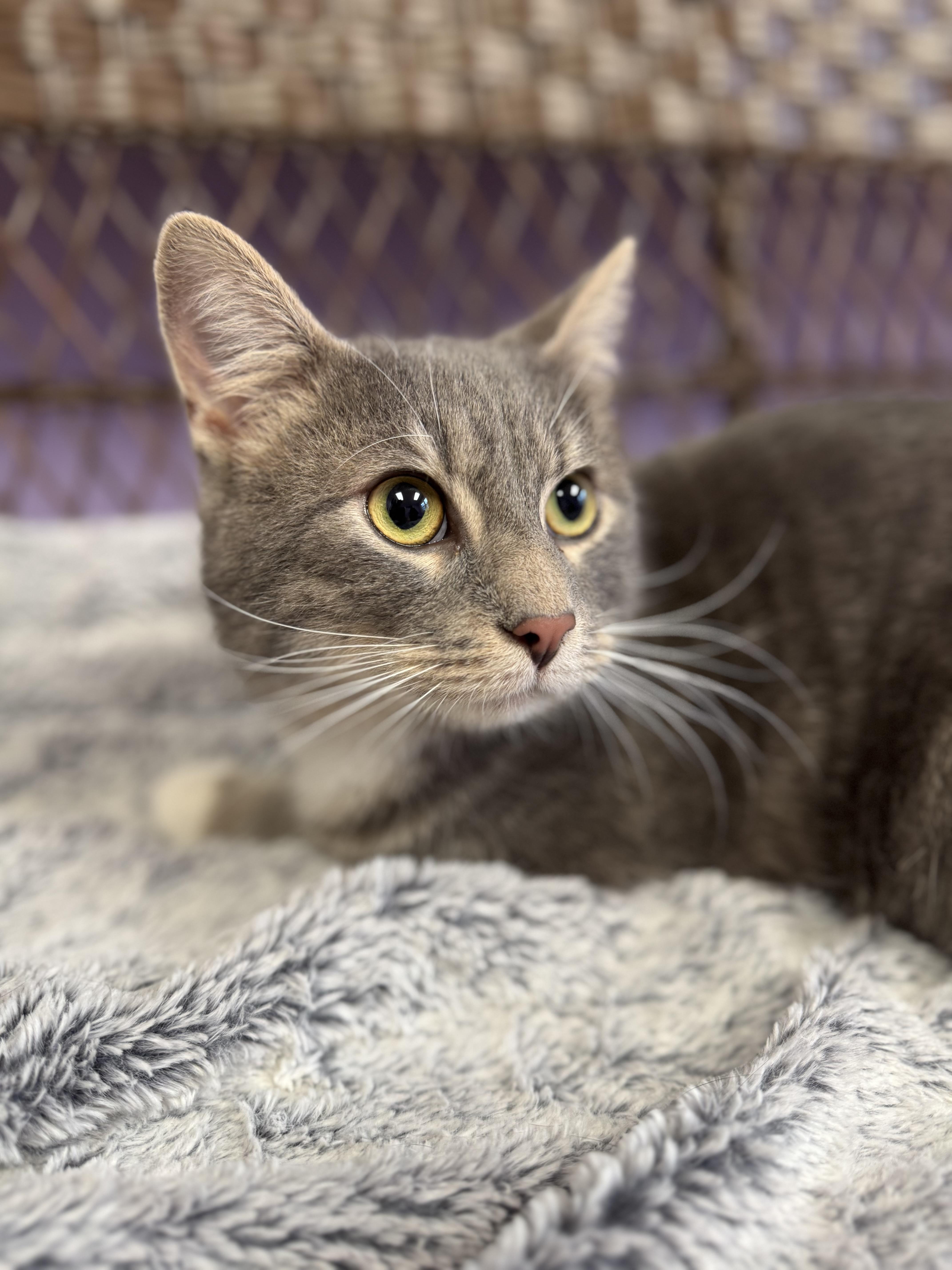 Enlarge Jasper - Grey - Young Male, a ADOPTABLE Domestic Short Hair in Monroe, NC image 1/4