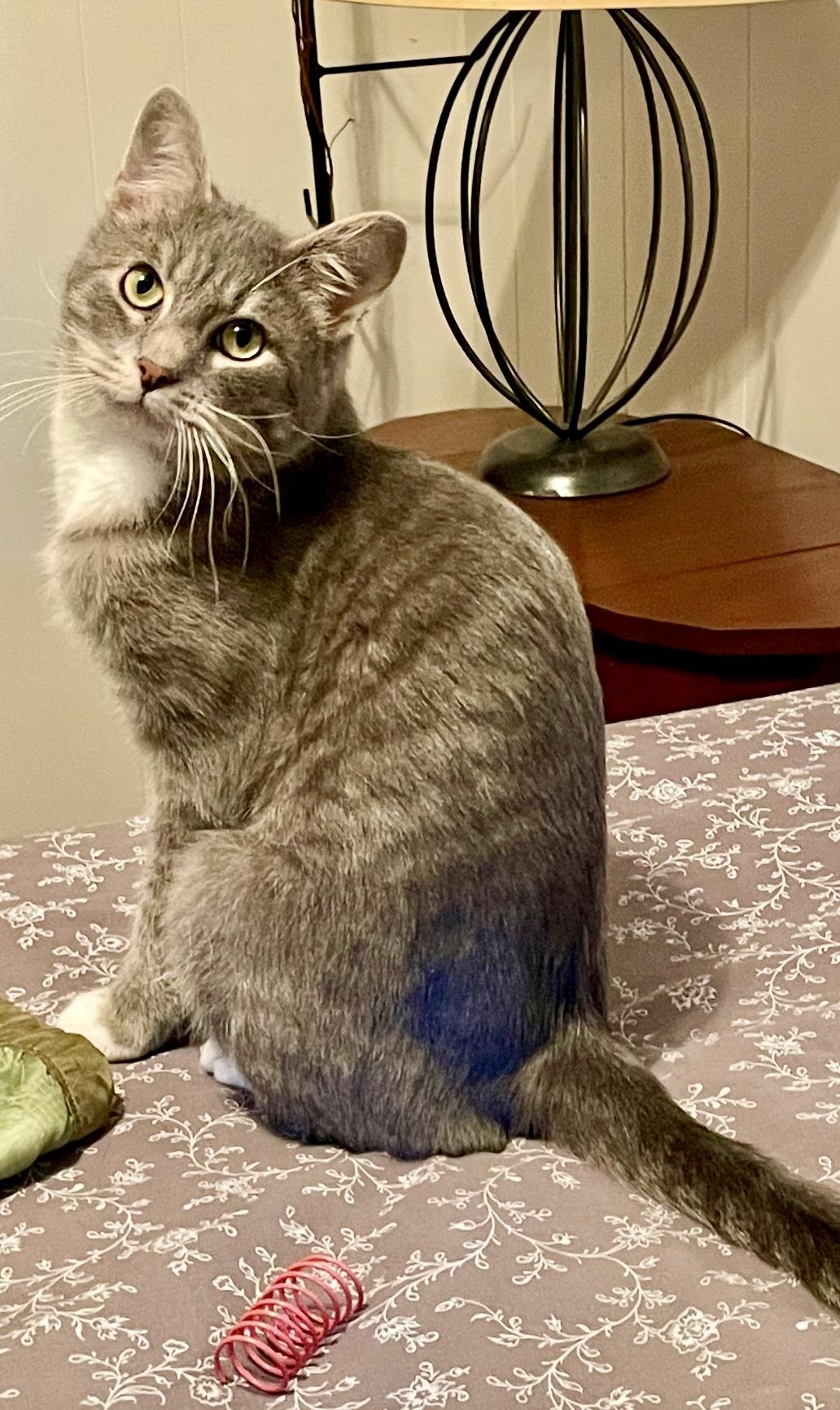 Enlarge Jasper - Grey - Young Male, a ADOPTABLE Domestic Short Hair in Monroe, NC image 3/4