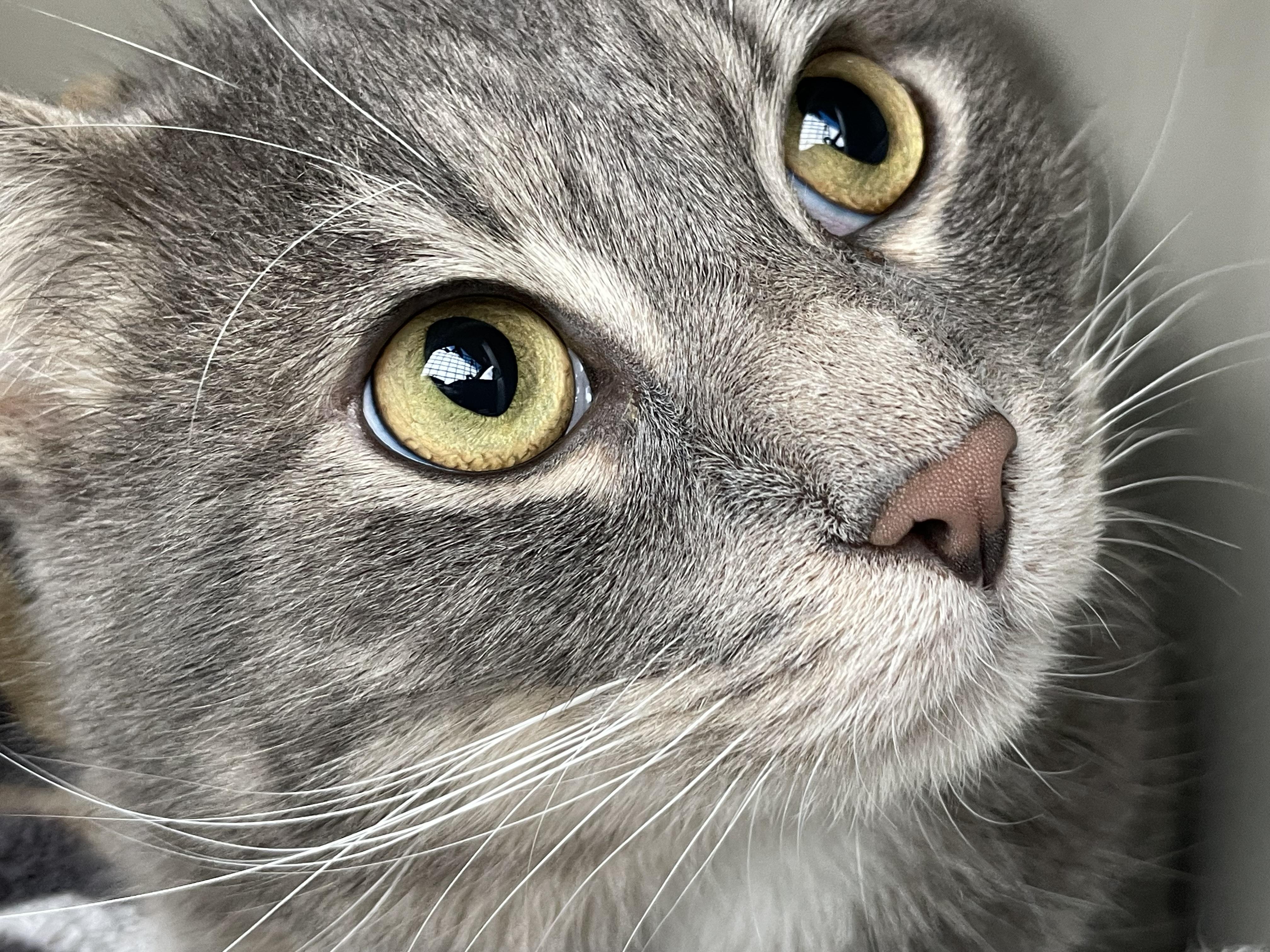 Enlarge Jasper - Grey - Young Male, a ADOPTABLE Domestic Short Hair in Monroe, NC image 2/4