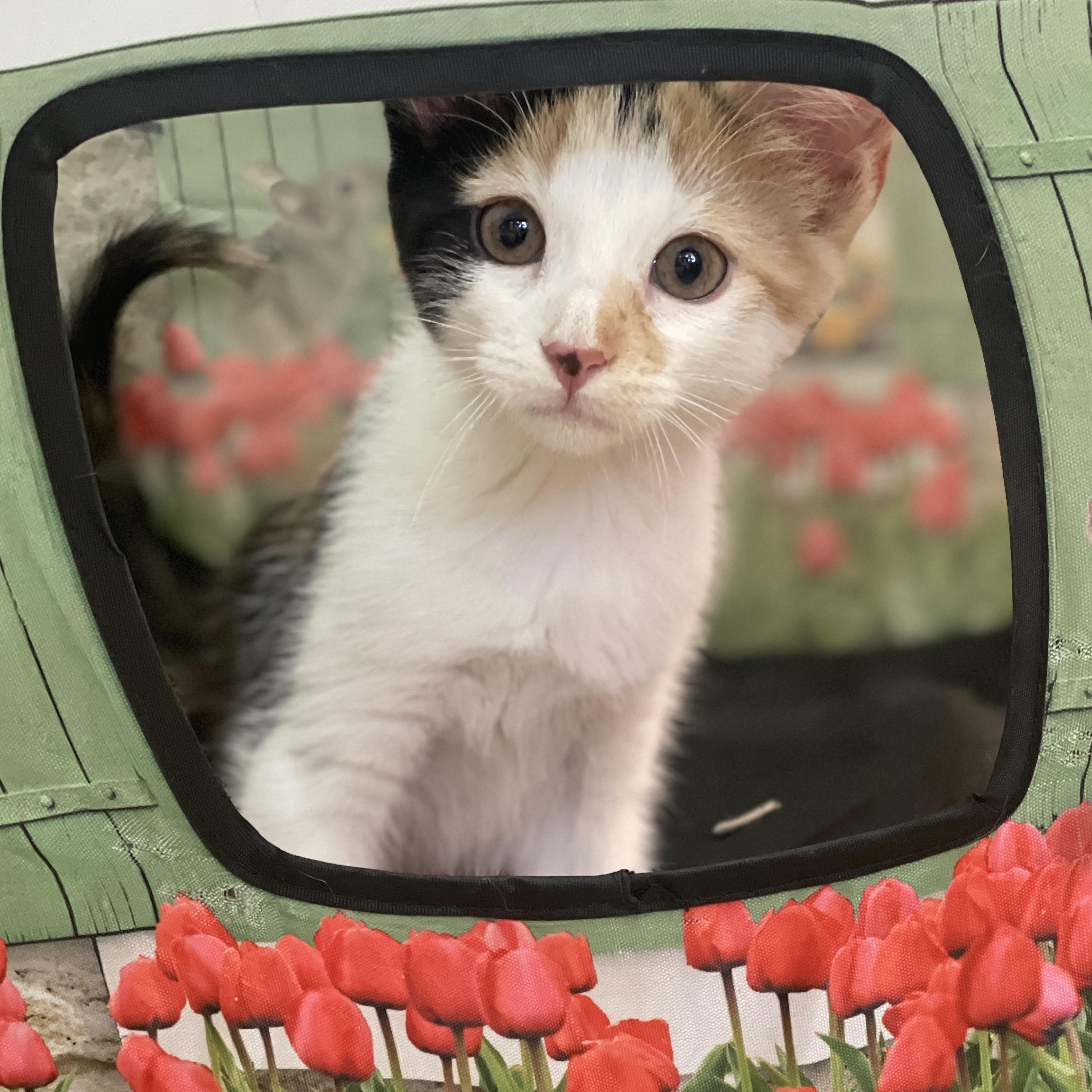 Enlarge LIL' HE'E, a ADOPTABLE American Shorthair in Pinedale, WY image 1/4