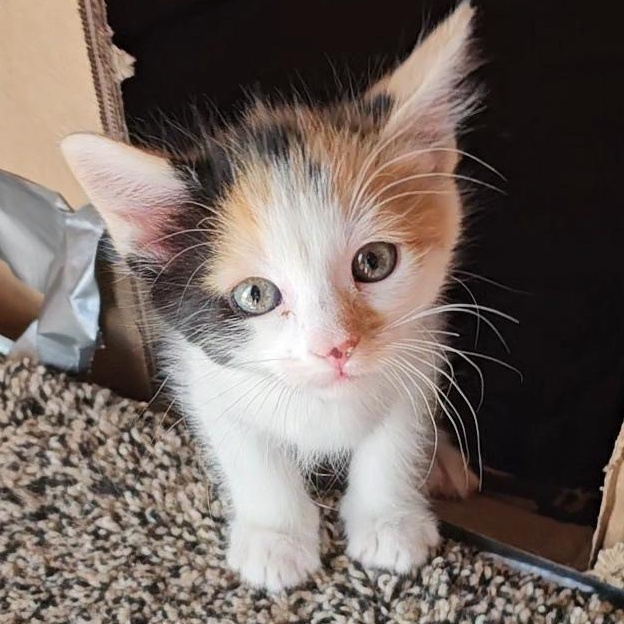 LIL' HE'E, a ADOPTABLE American Shorthair in Pinedale, WY image 1/3