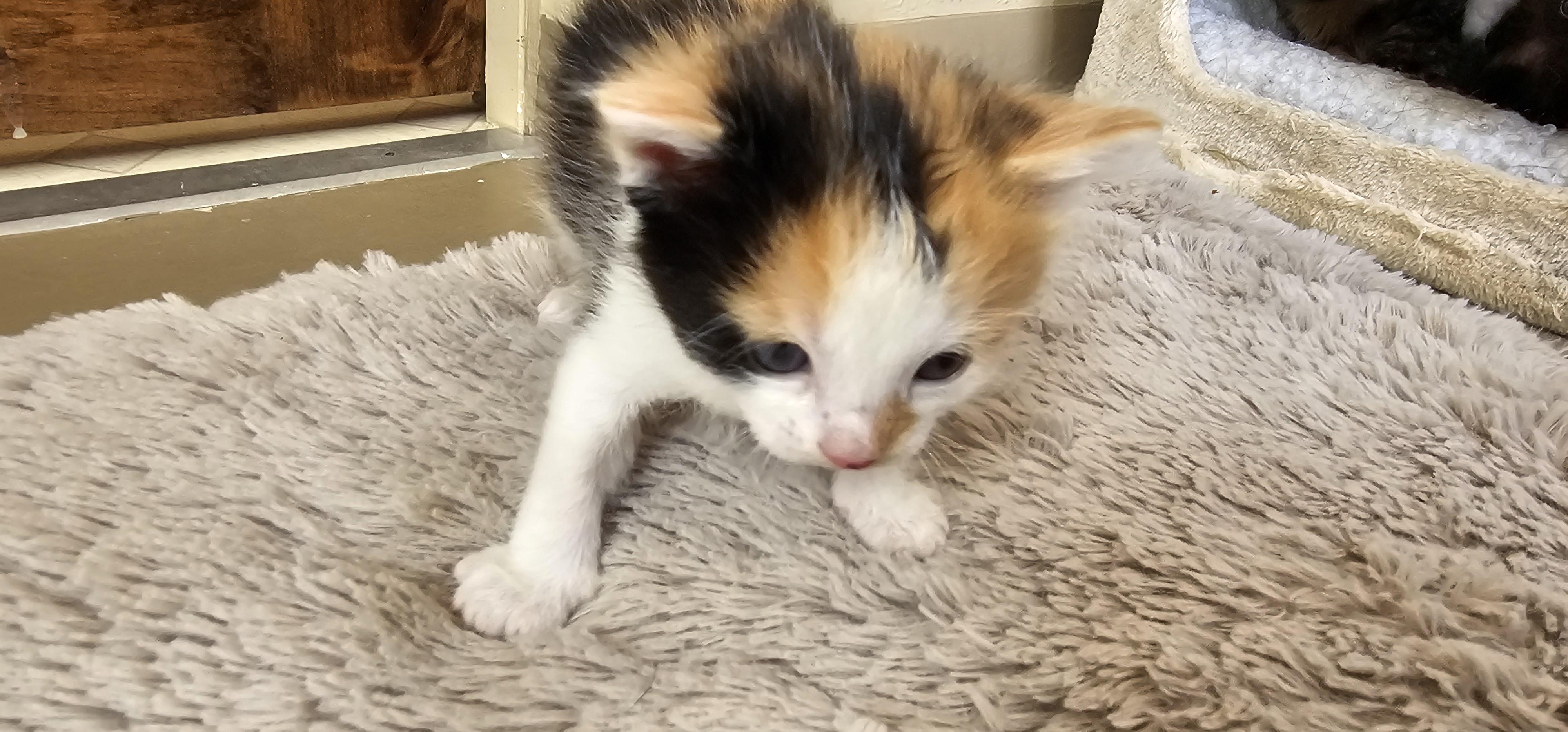 LIL' HE'E, a ADOPTABLE American Shorthair in Pinedale, WY image 2/3