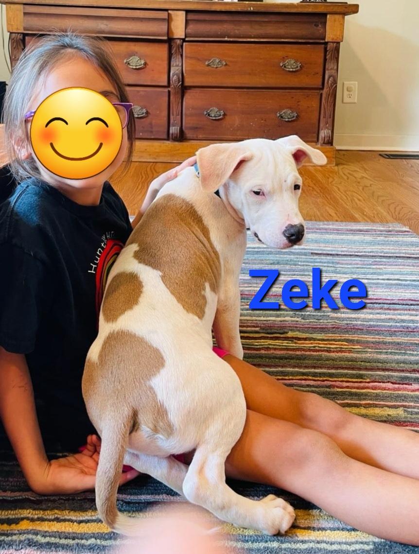 Zeke, adopted, Puppy Male Labrador Retriever & American Bully.