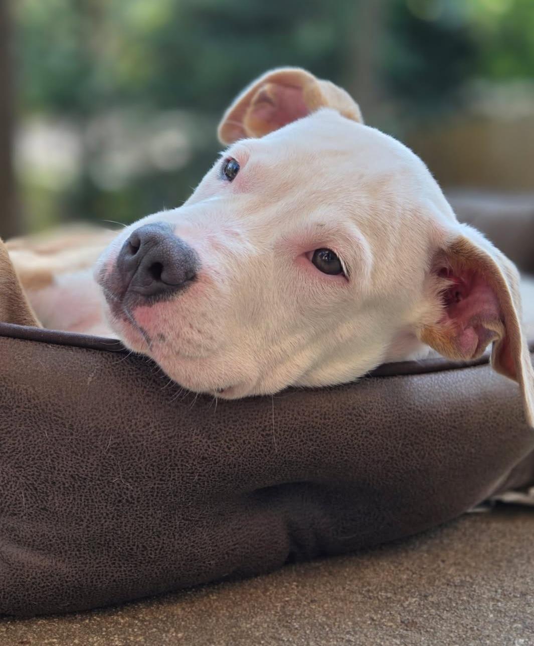 Enlarge Zeke, an adopted mixed breed in Atlanta, GA image 2/5